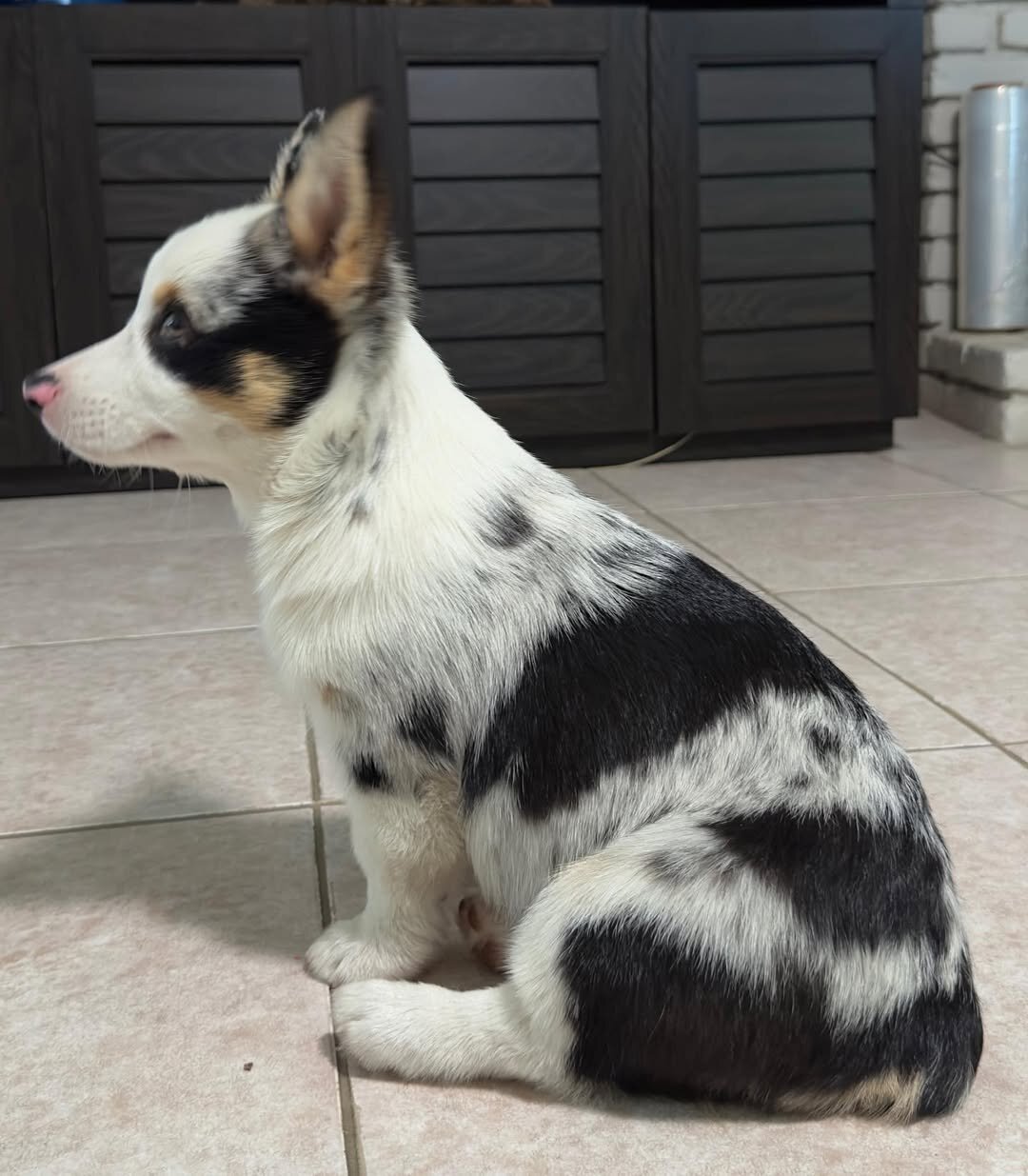 Pembroke Welsh corgi pups image 3