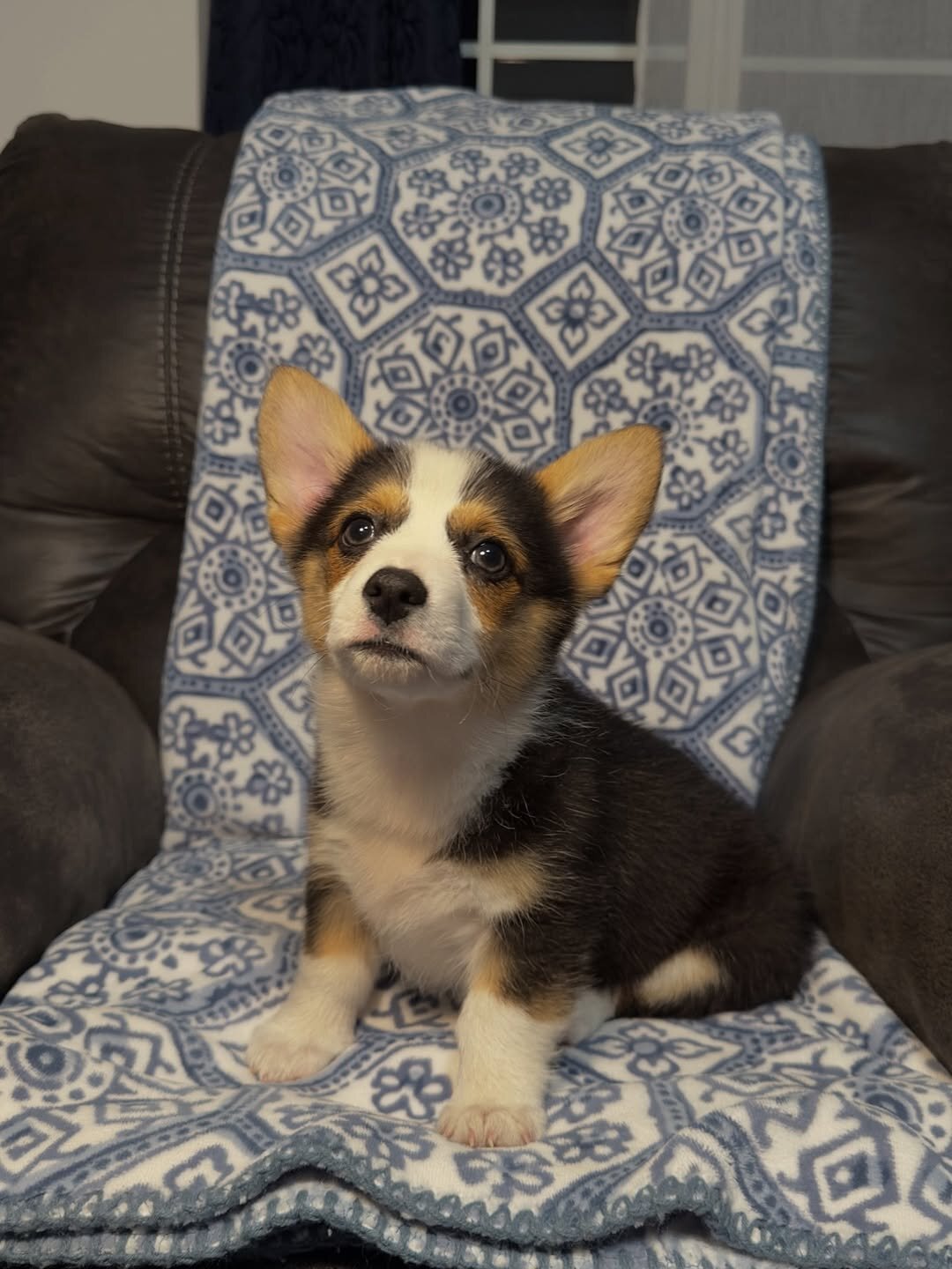 Pembroke Welsh corgi pups image 1