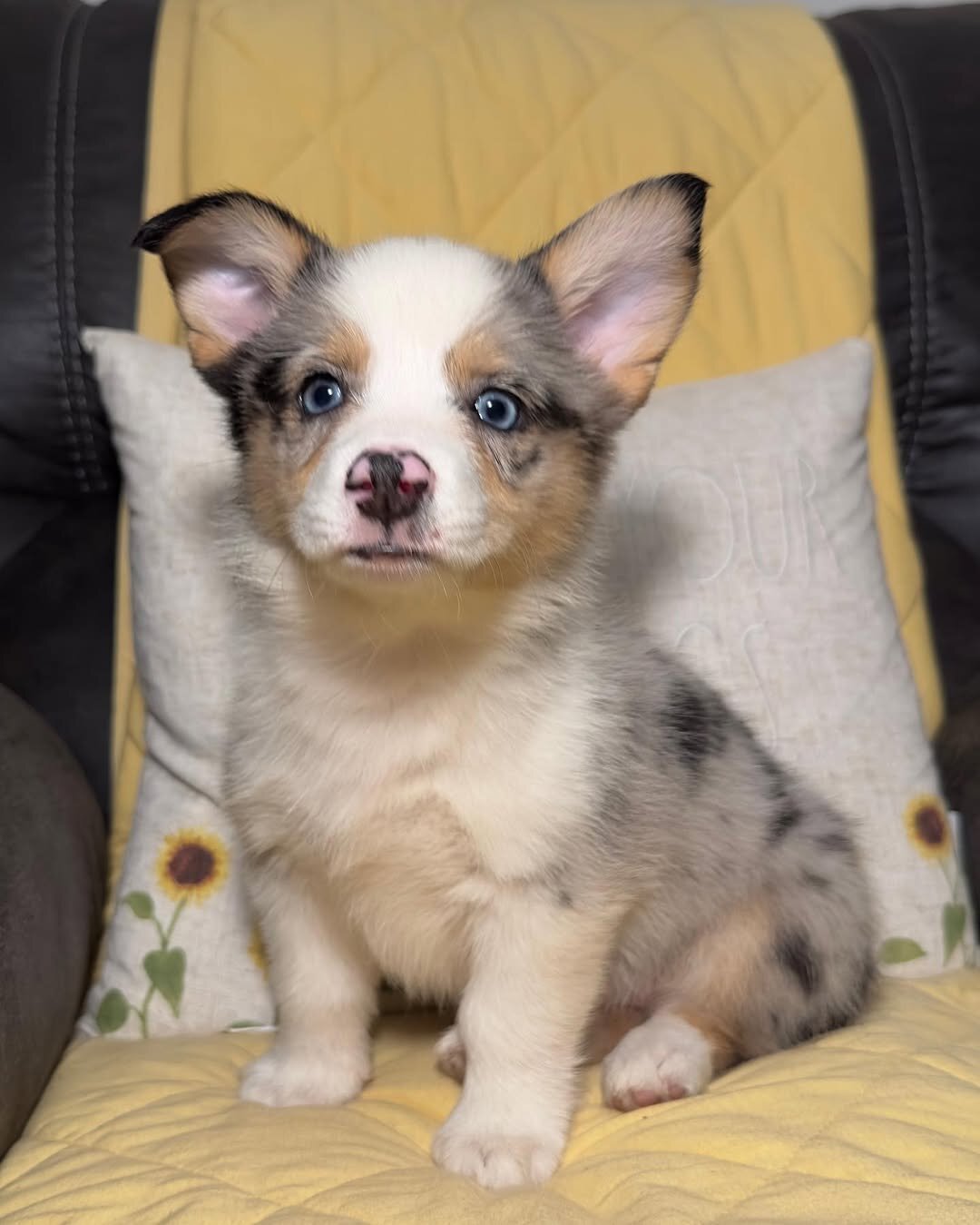 Pembroke Welsh corgi pups image 2