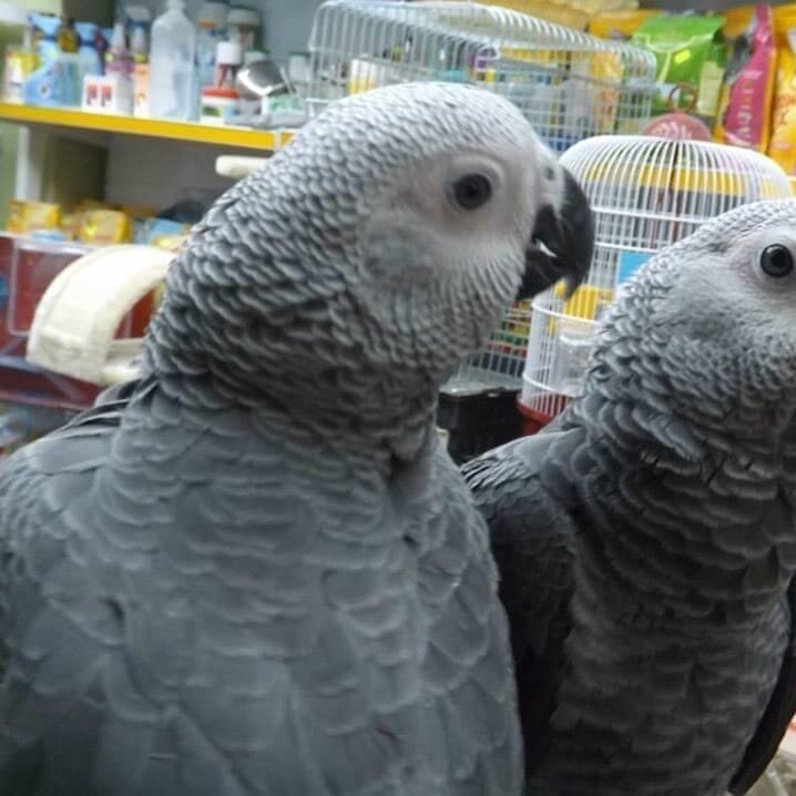 African Grey Parrots image 2