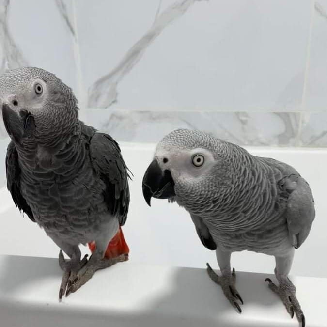 African Grey Parrots image 3