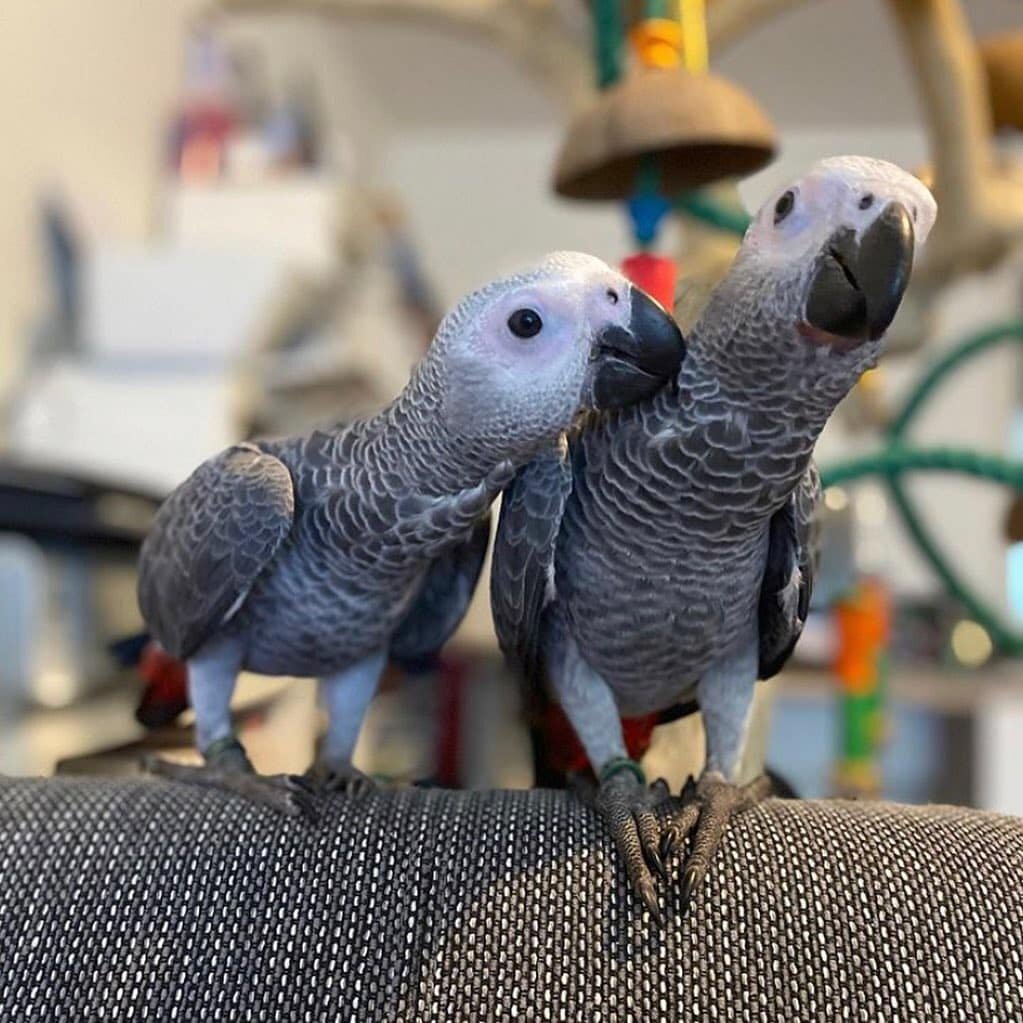 African Grey Parrots image 1