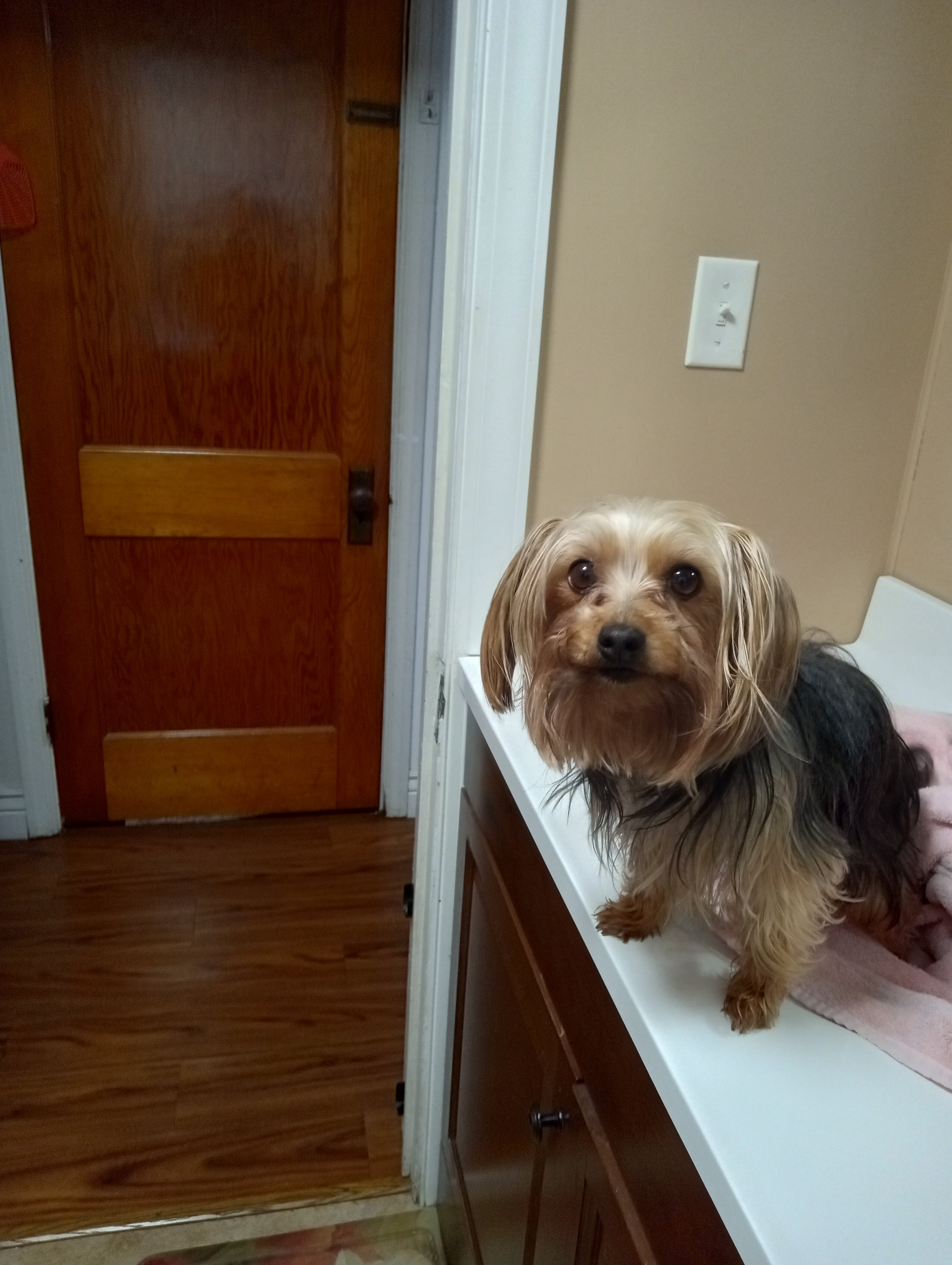 Dog image 1