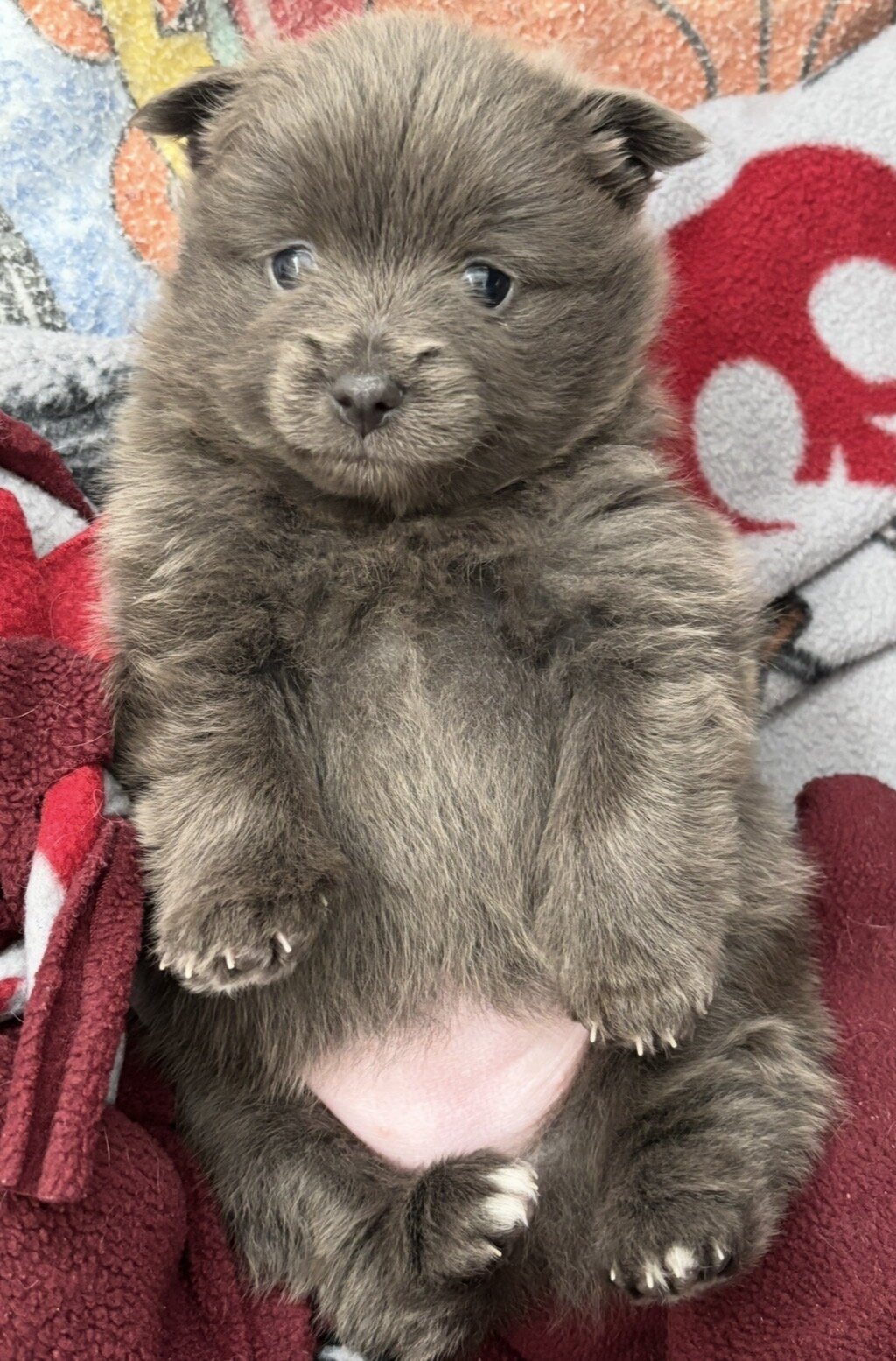 Female Pomeranian image 3
