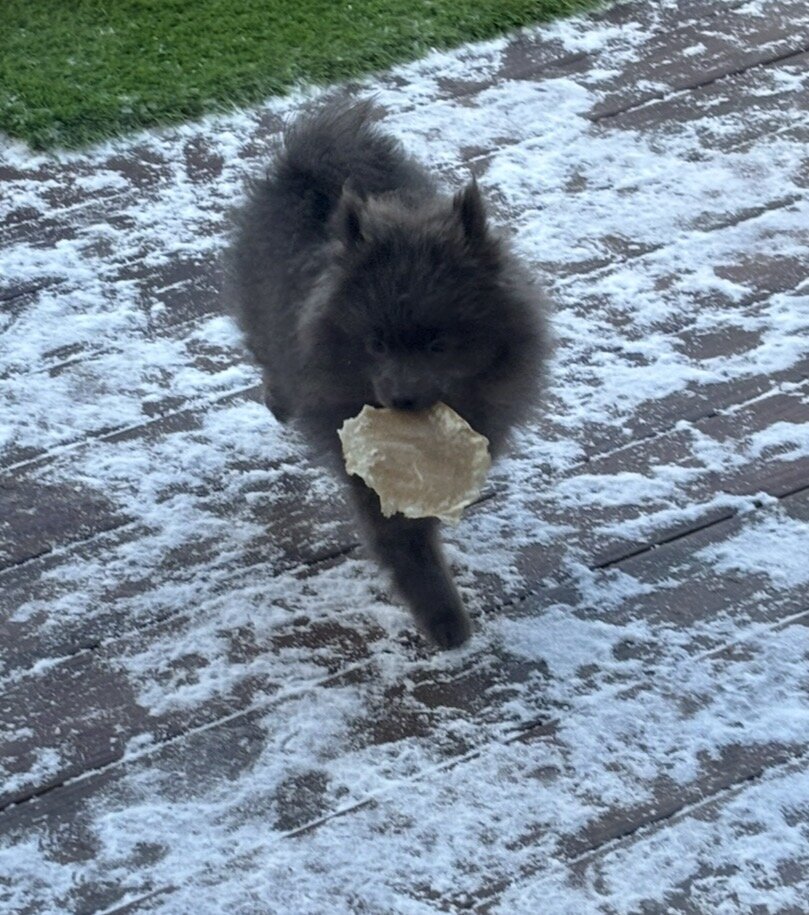 Female Pomeranian image 4