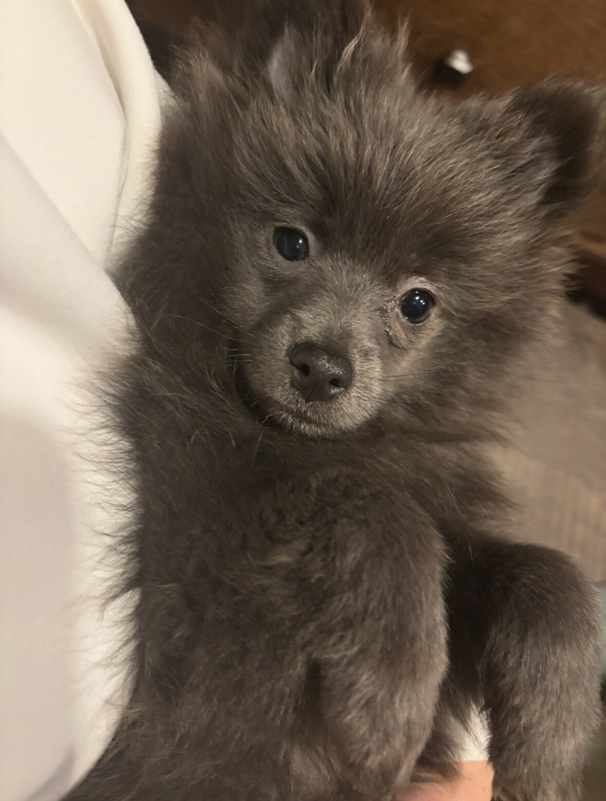 Female Pomeranian image 2