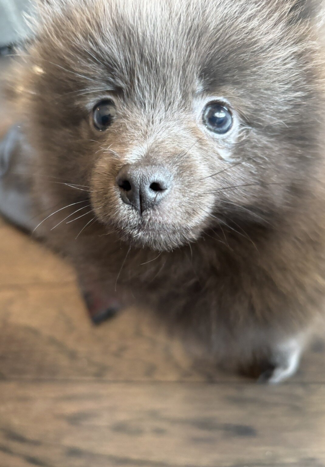 Female Pomeranian image 1
