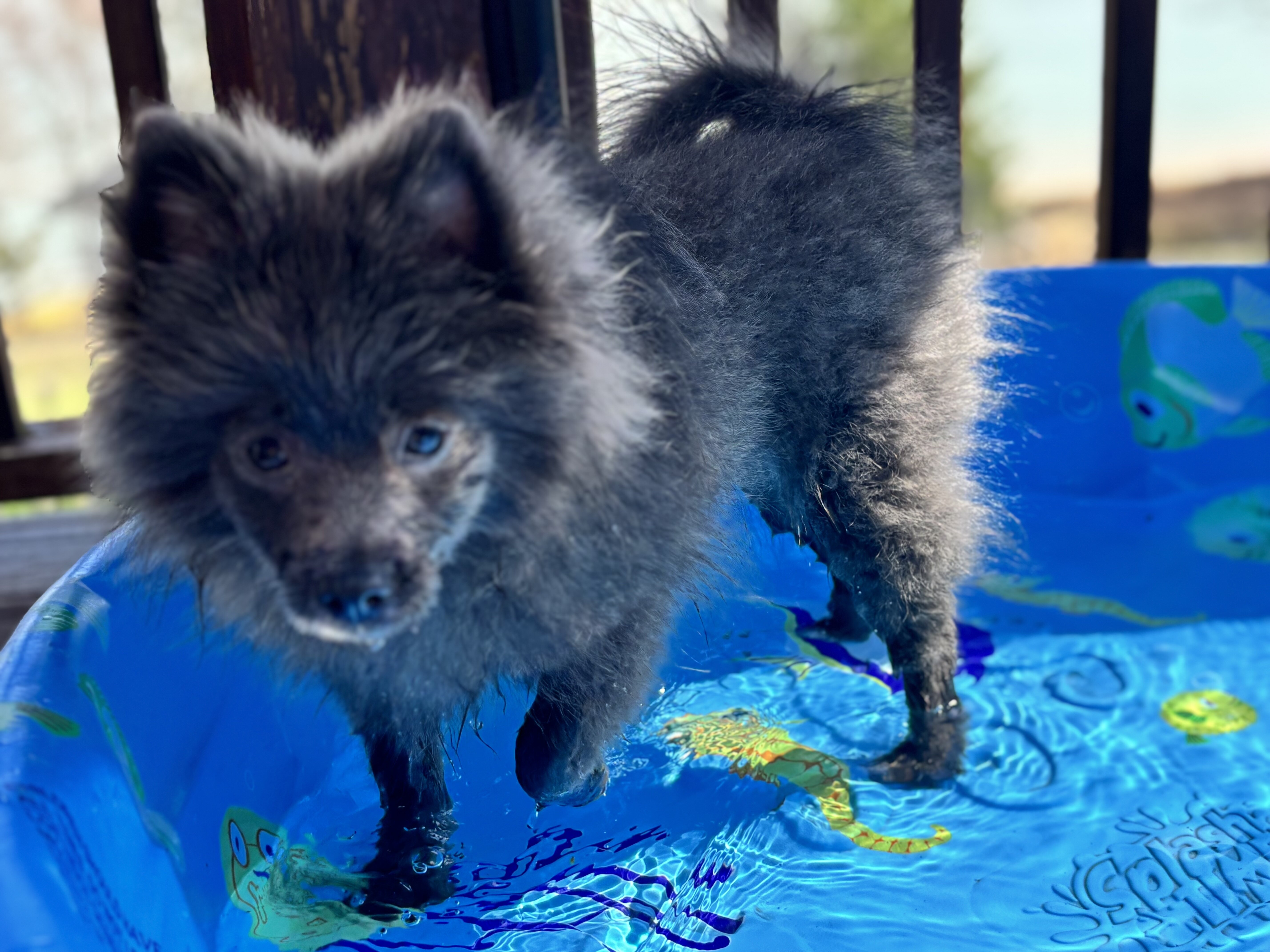 Female Pomeranian image 7