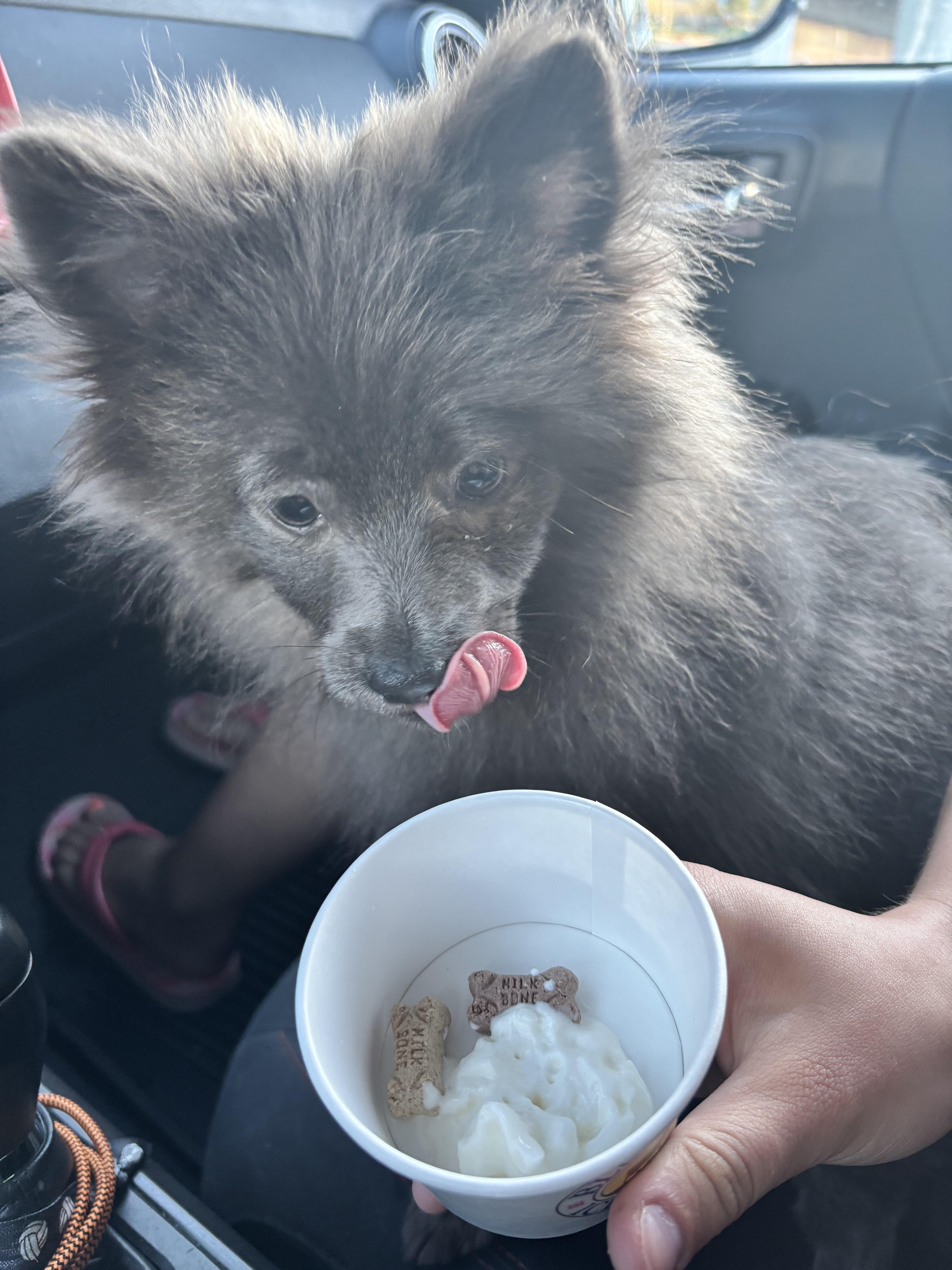 Female Pomeranian image 6