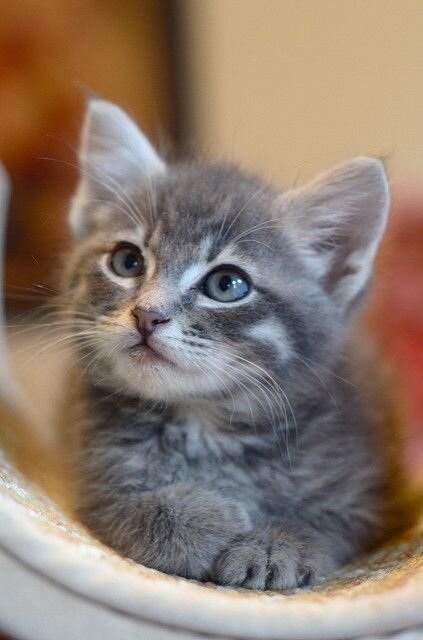 TICA Registered Pure Pedigree Main Coon Kittens image 7