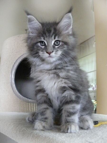 TICA Registered Pure Pedigree Main Coon Kittens image 8