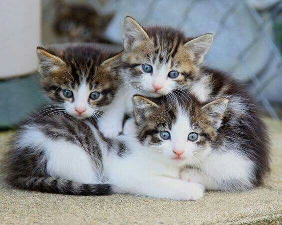 TICA Registered Pure Pedigree Main Coon Kittens image 9