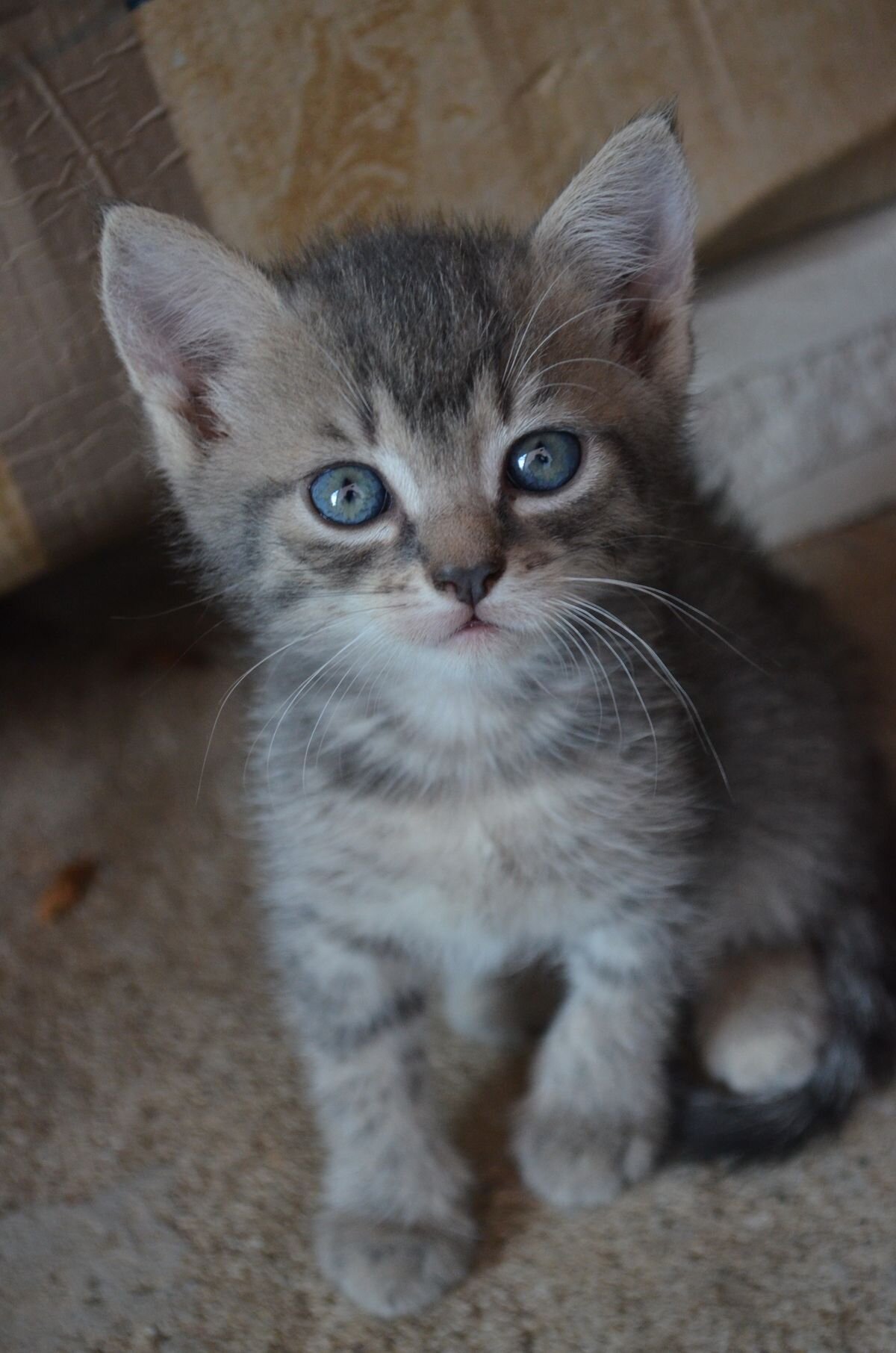 TICA Registered Pure Pedigree Main Coon Kittens image 1