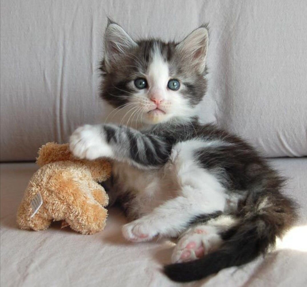 TICA Registered Pure Pedigree Main Coon Kittens image 3