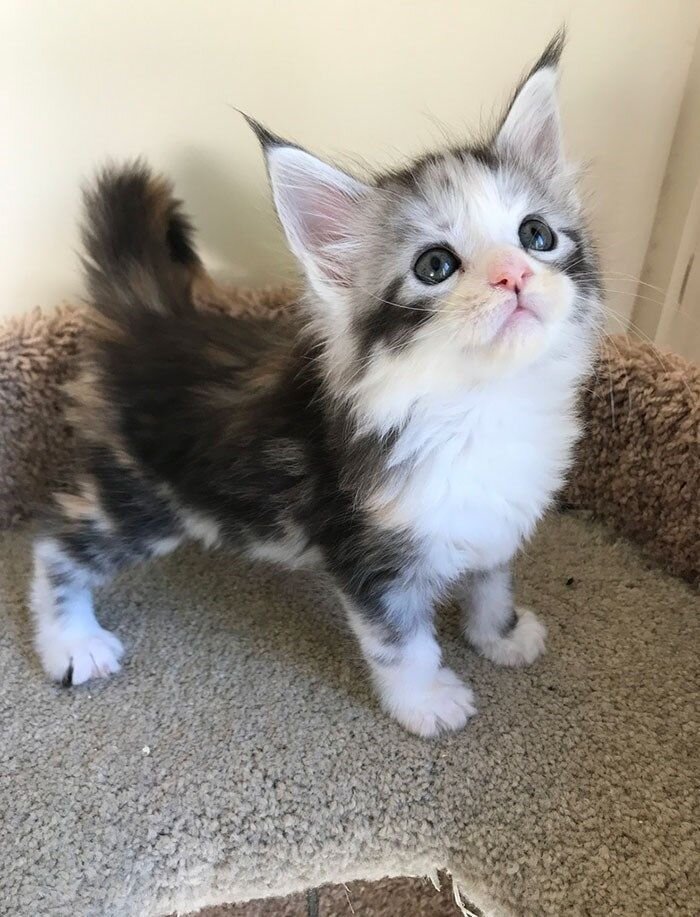 TICA Registered Pure Pedigree Main Coon Kittens image 4