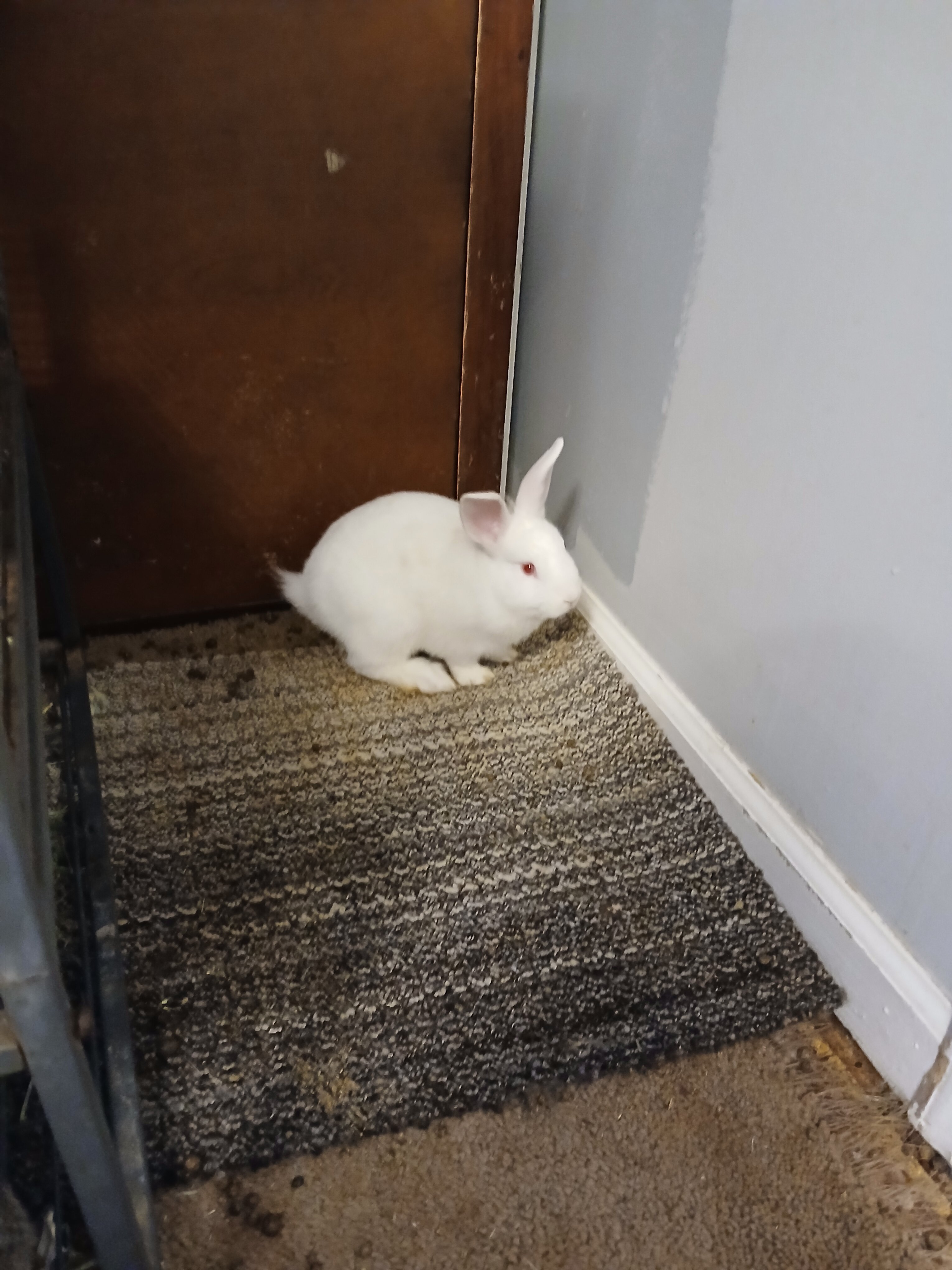 BABY BUNNIES!!!!! image 5