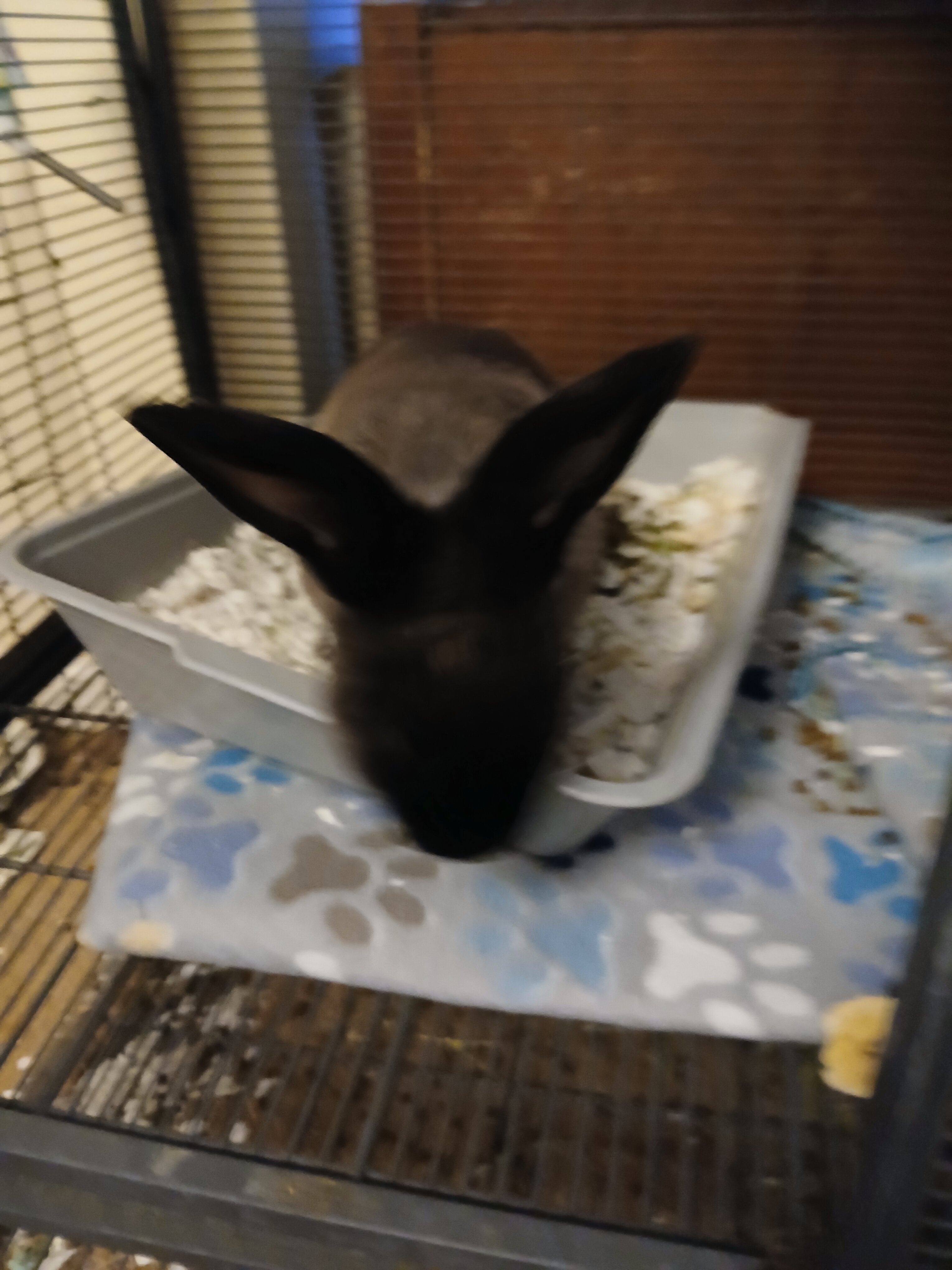 BABY BUNNIES!!!!! image 2