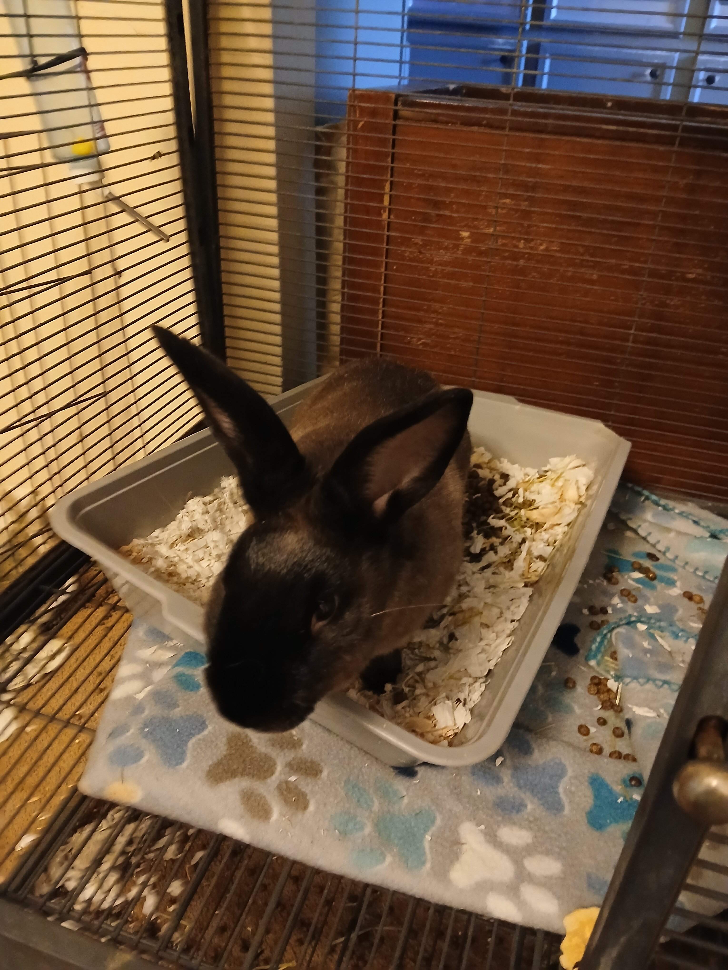BABY BUNNIES!!!!! image 4