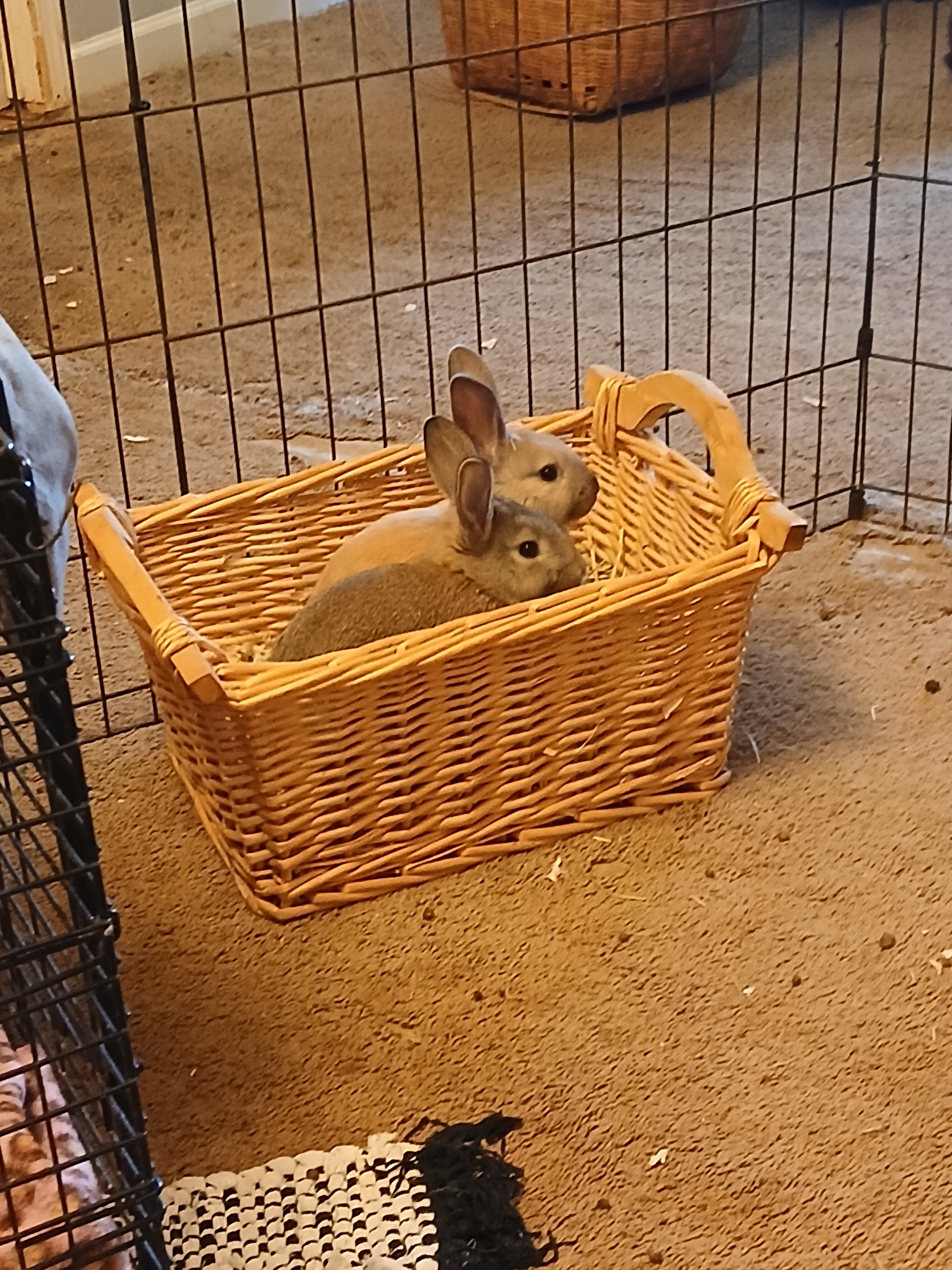 BABY BUNNIES!!!!! image 1