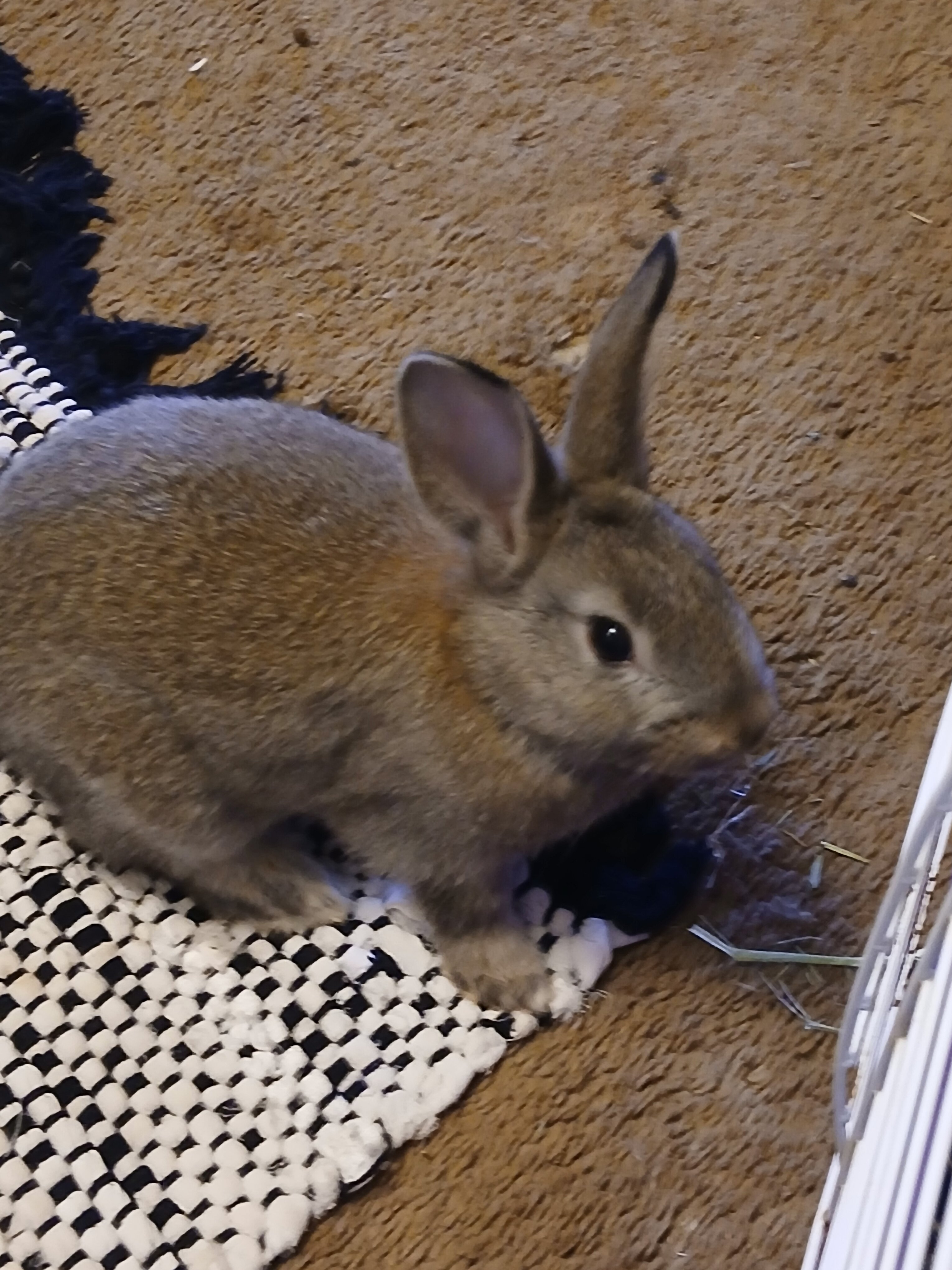 BABY BUNNIES!!!!! image 3