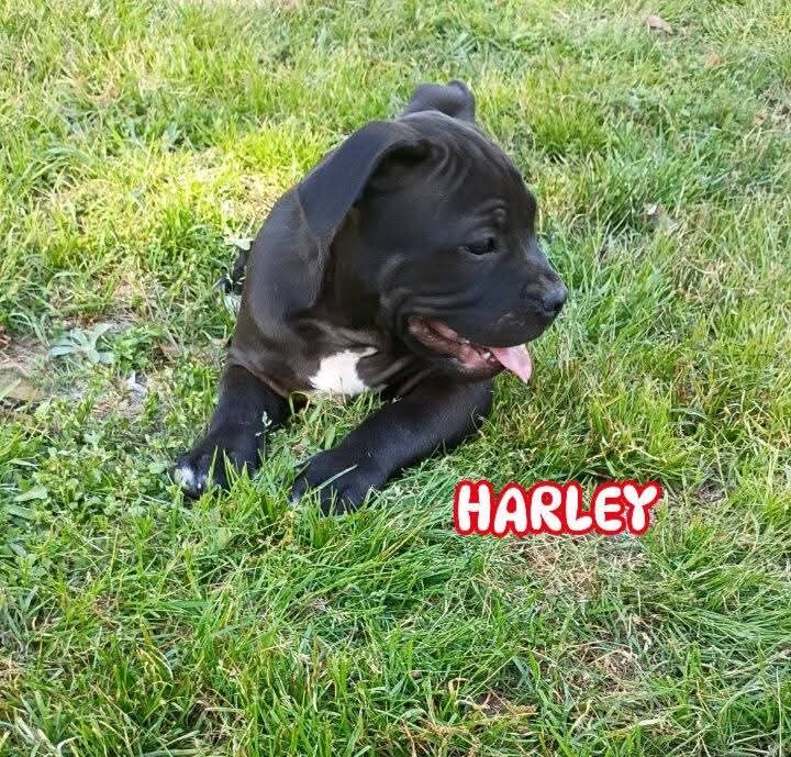 American Bully Puppies For Sale image 2