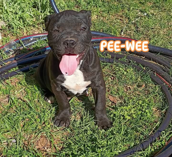 American Bully Puppies For Sale image 3