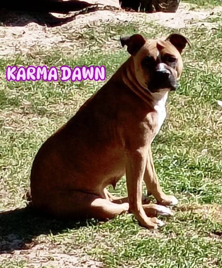 American Bully Puppies For Sale image 5
