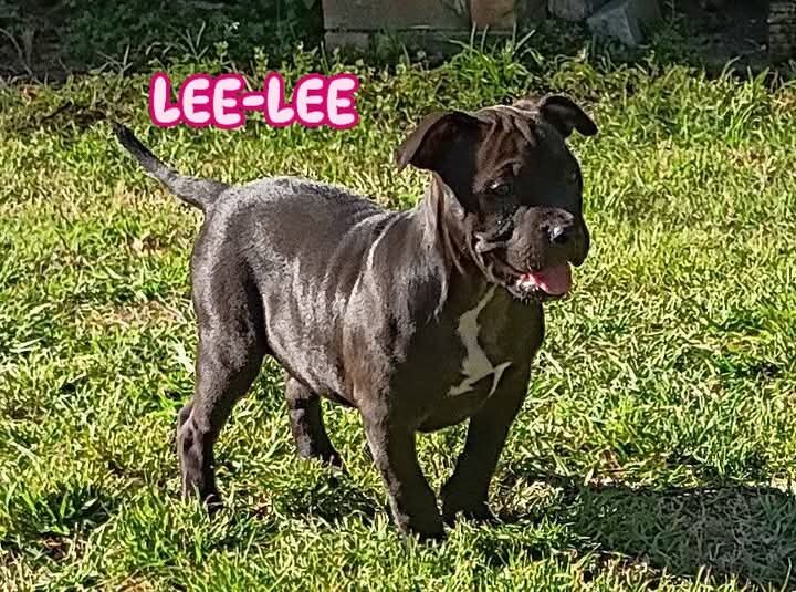 American Bully Puppies For Sale image 1