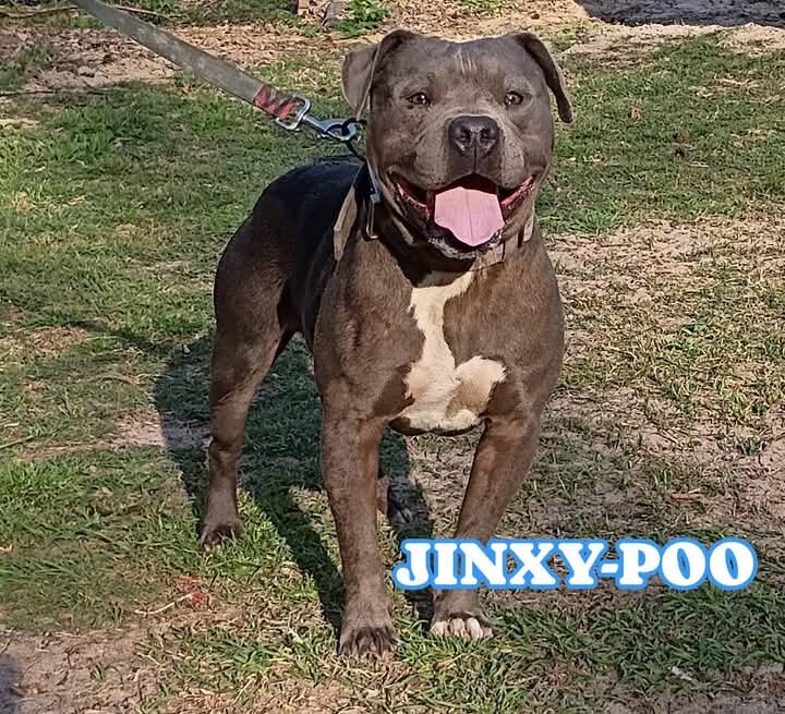 American Bully Puppies For Sale image 4