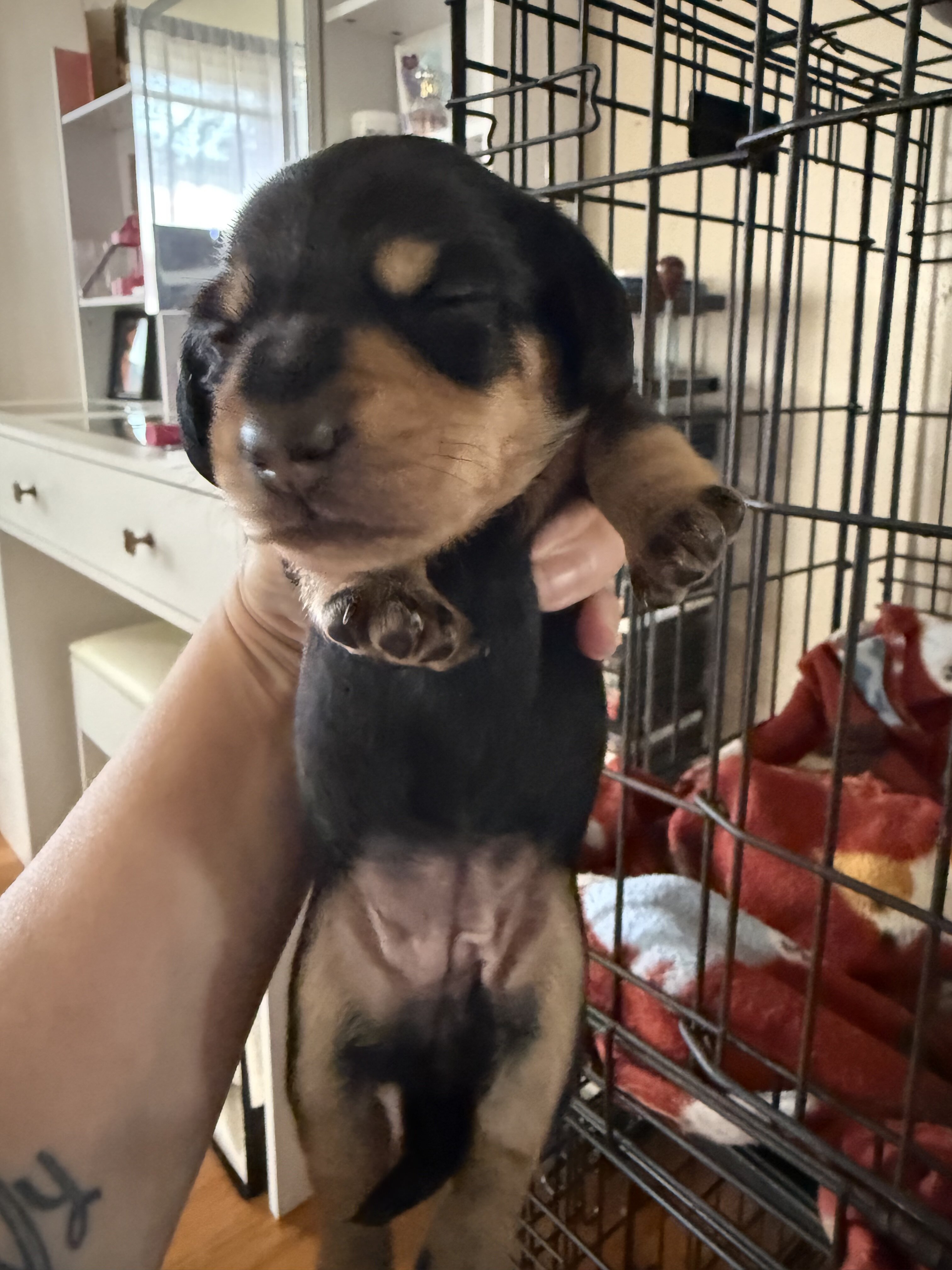 Female Dachshund Puppies image 1