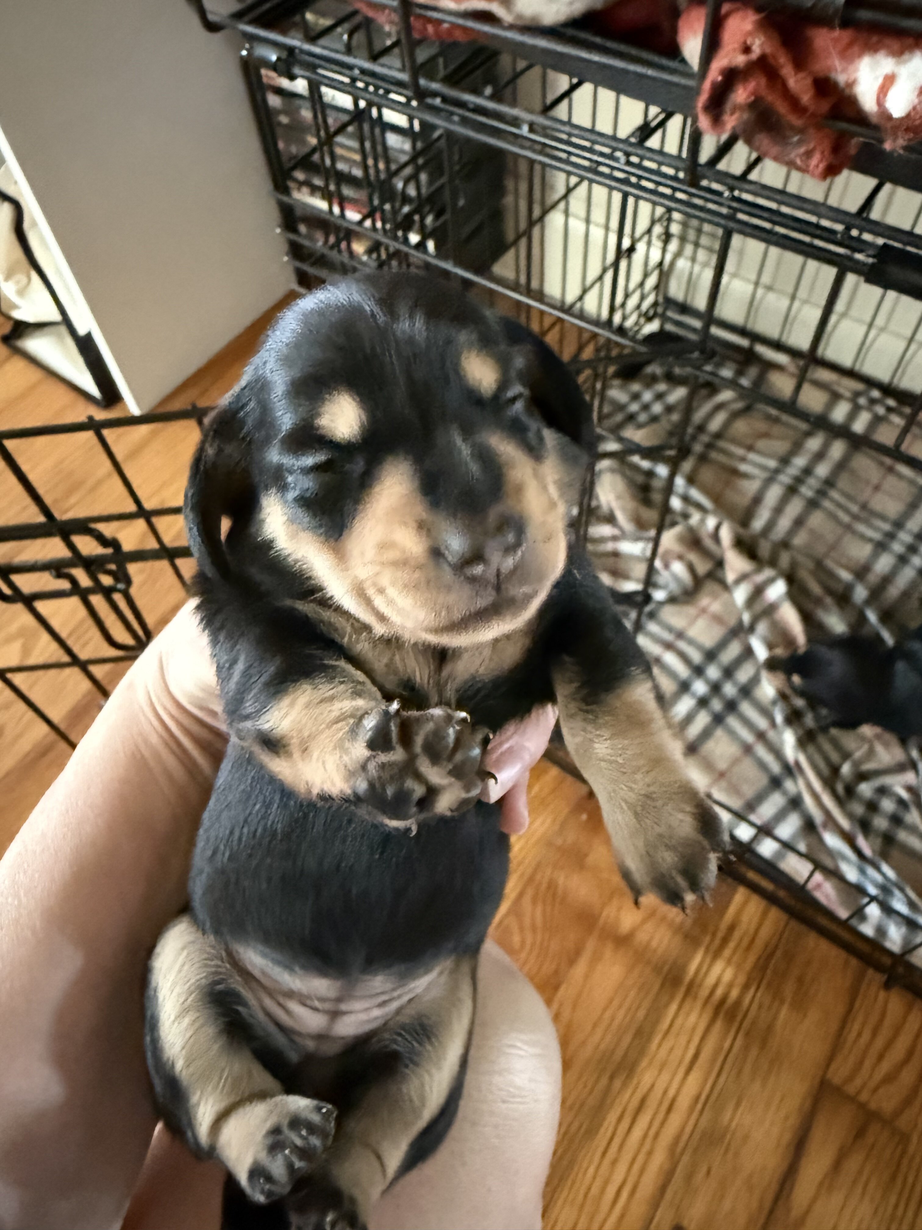 Female Dachshund Puppies image 2