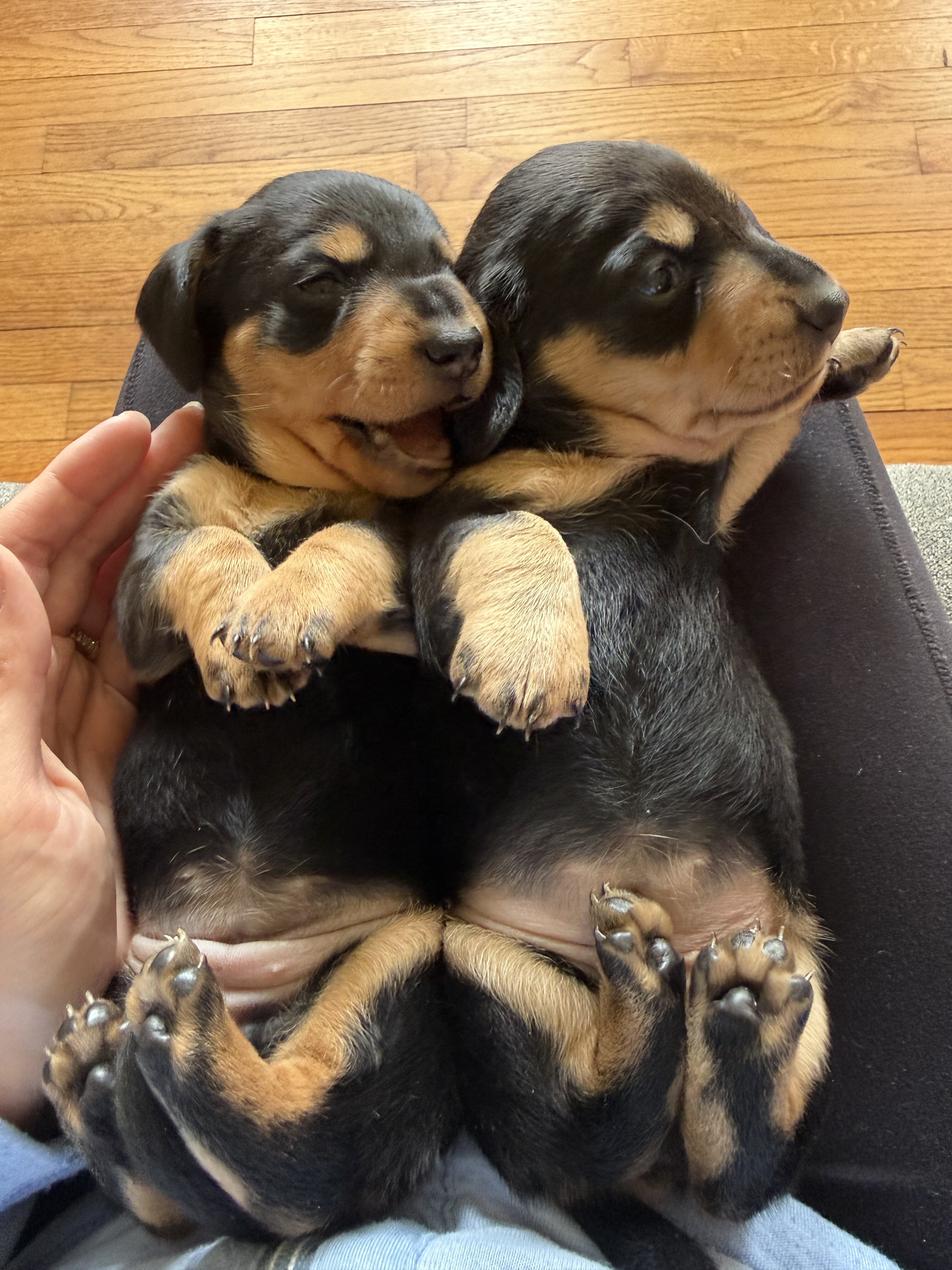 Female Dachshund Puppies image 3
