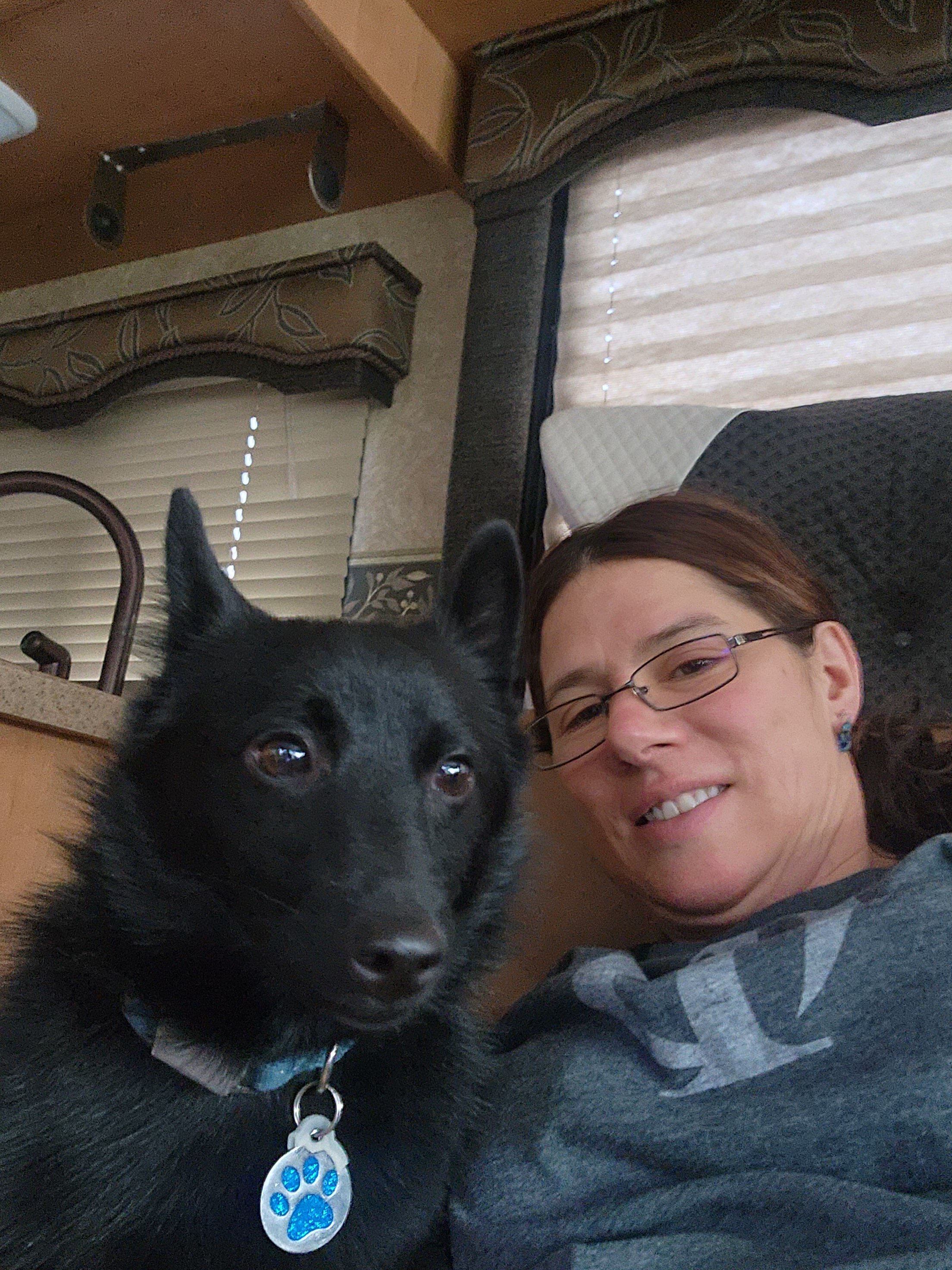 Schipperke Male 3 years Ozzie image 2