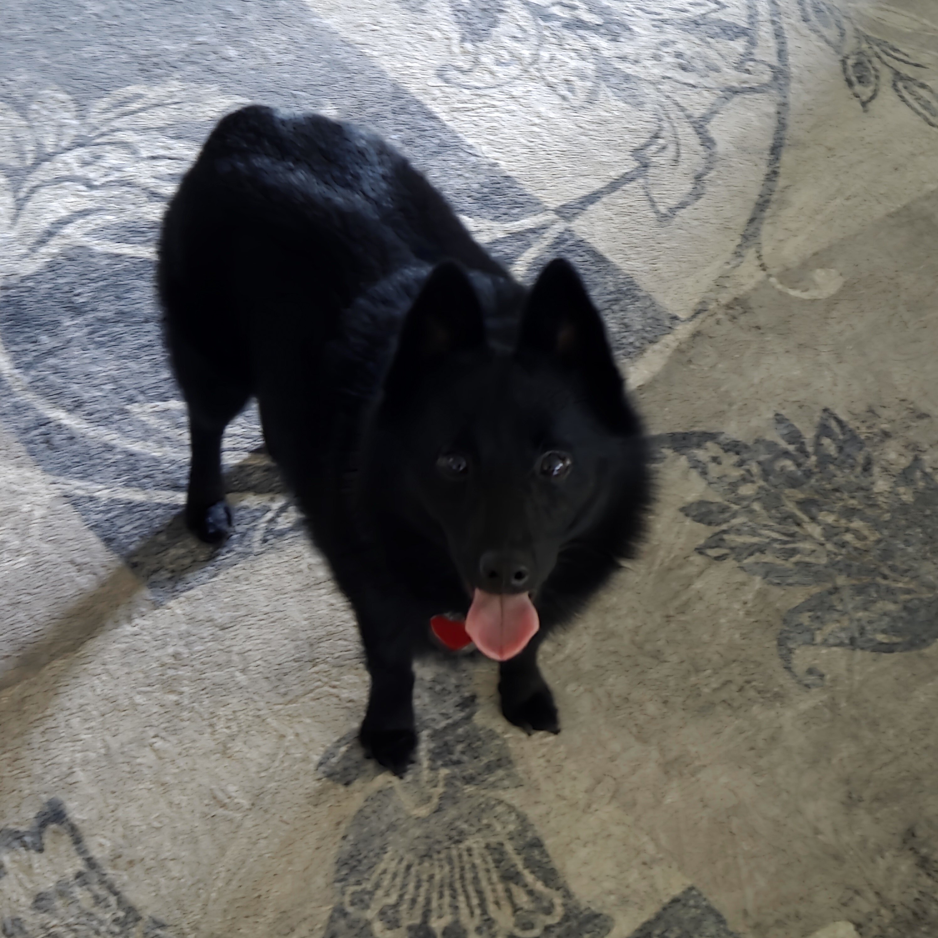 Schipperke Male 3 years Ozzie image 6