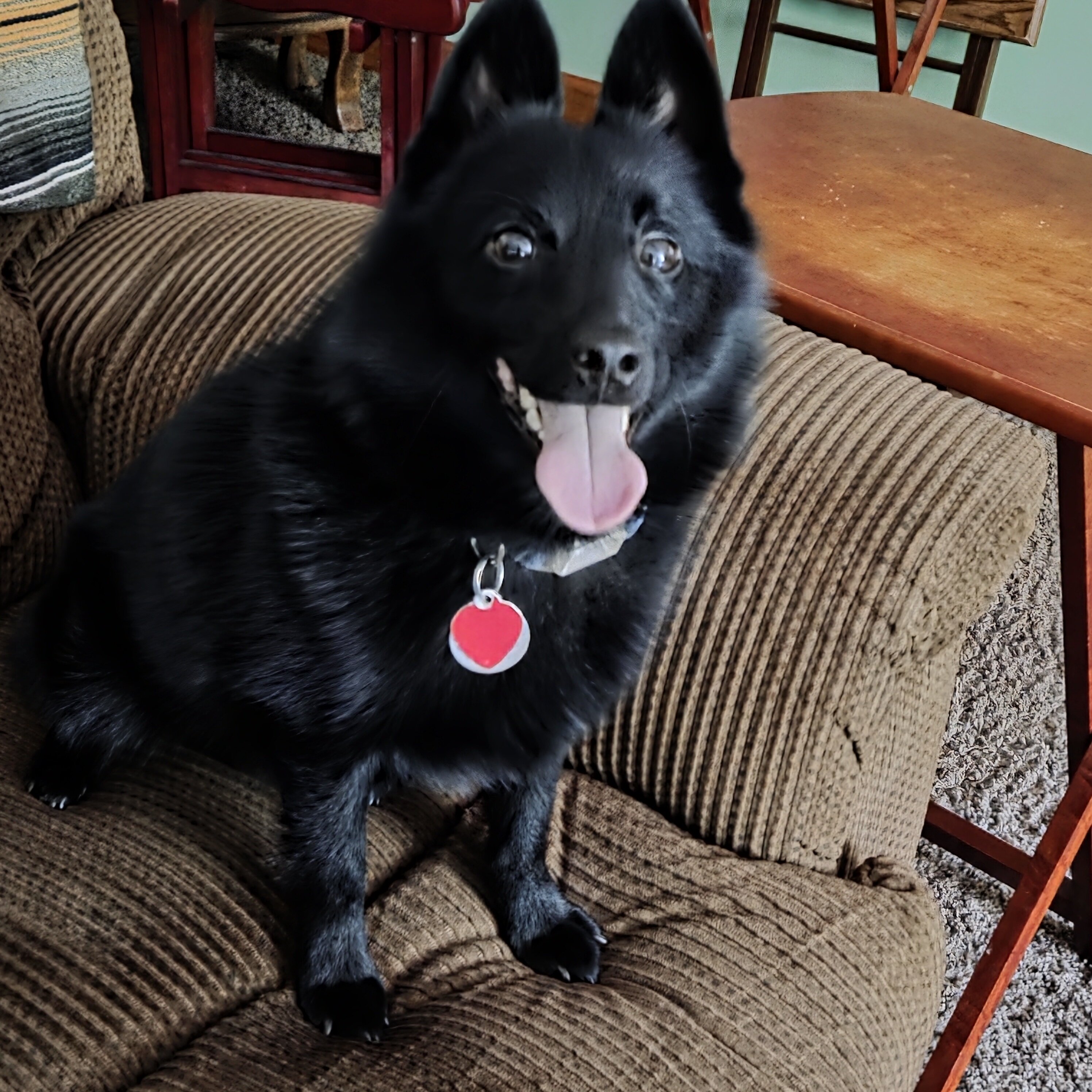 Schipperke Male 3 years Ozzie image 5
