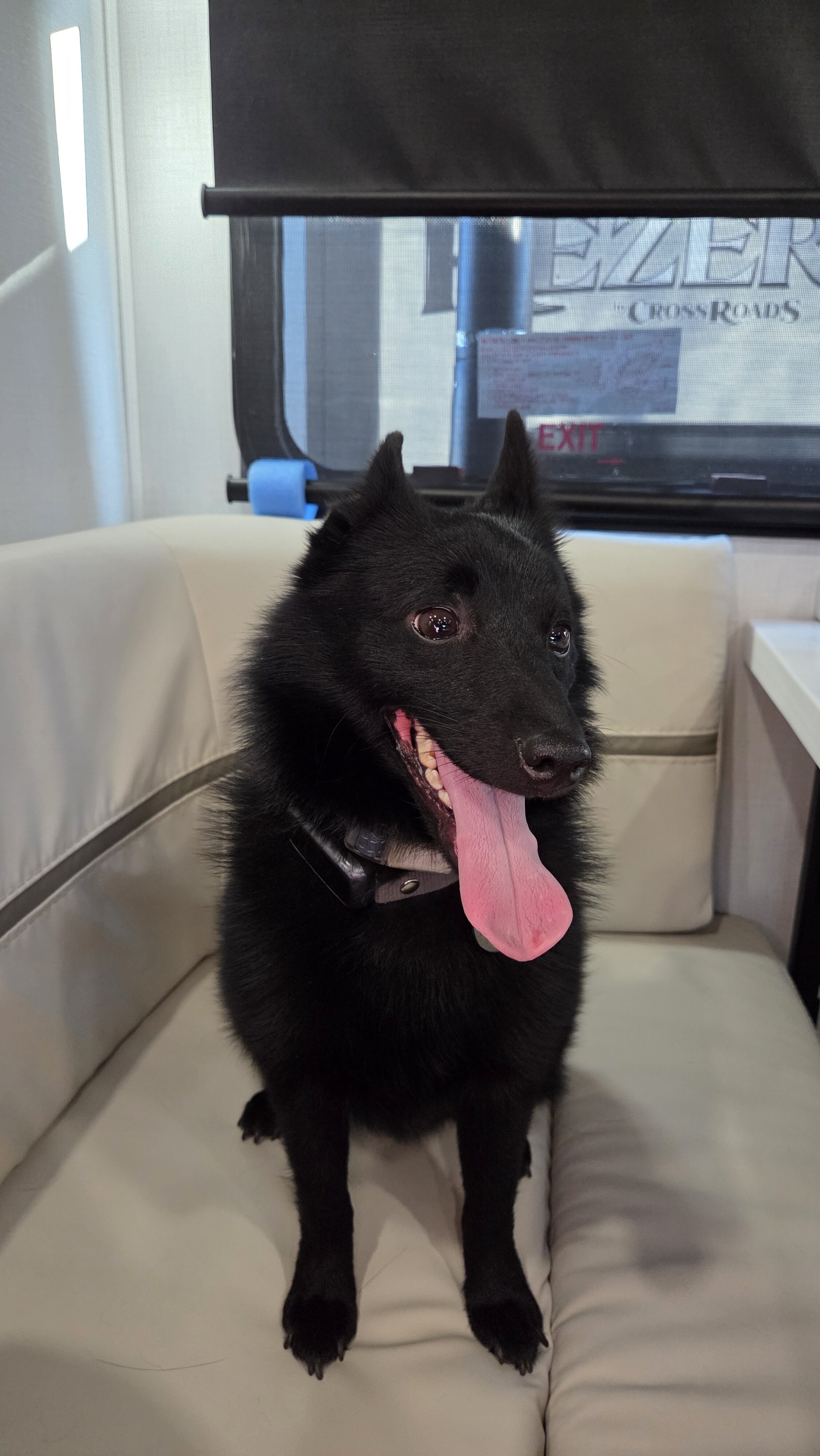 Schipperke Male 3 years Ozzie image 1