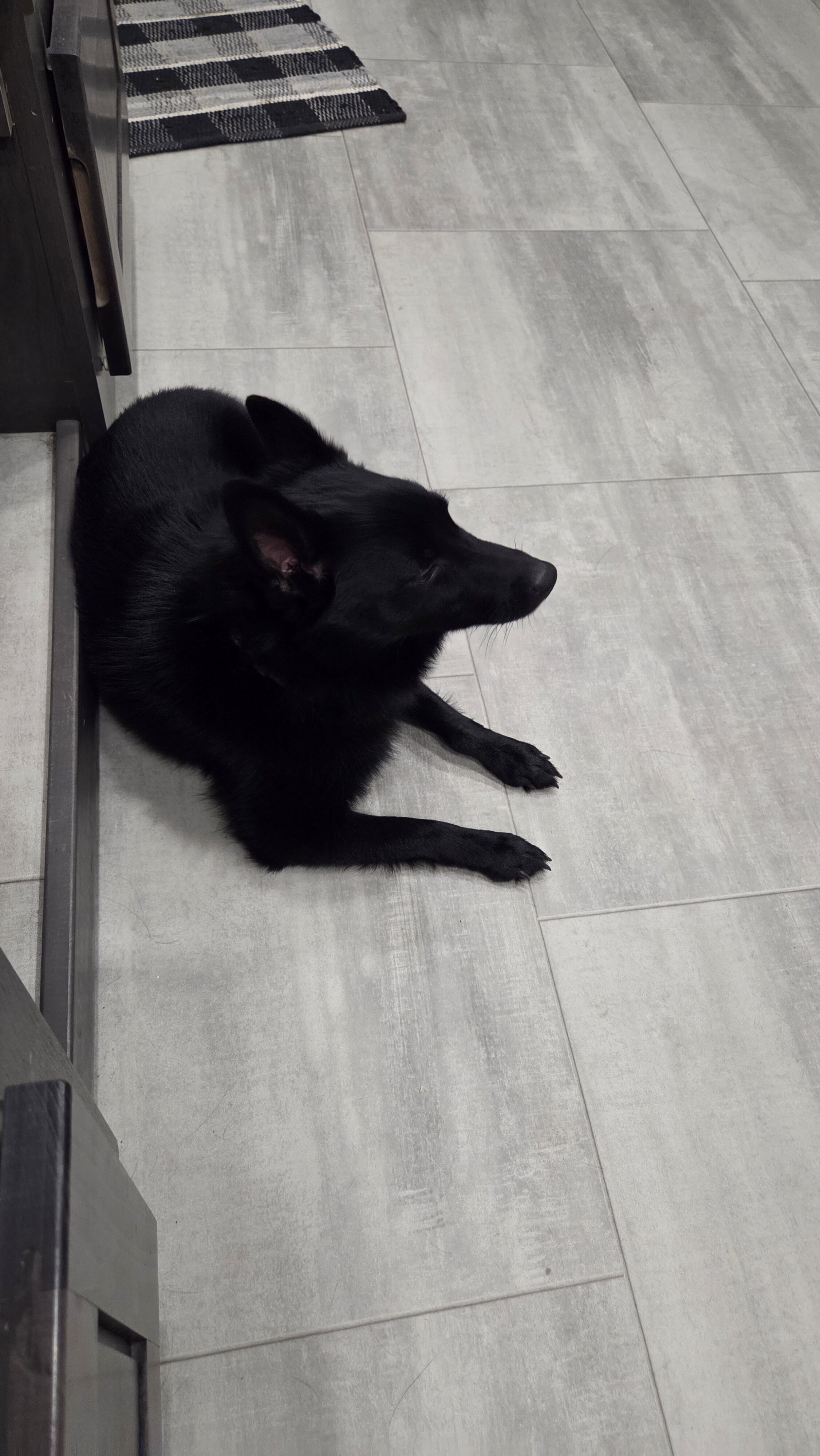 Schipperke Male 3 years Ozzie image 3