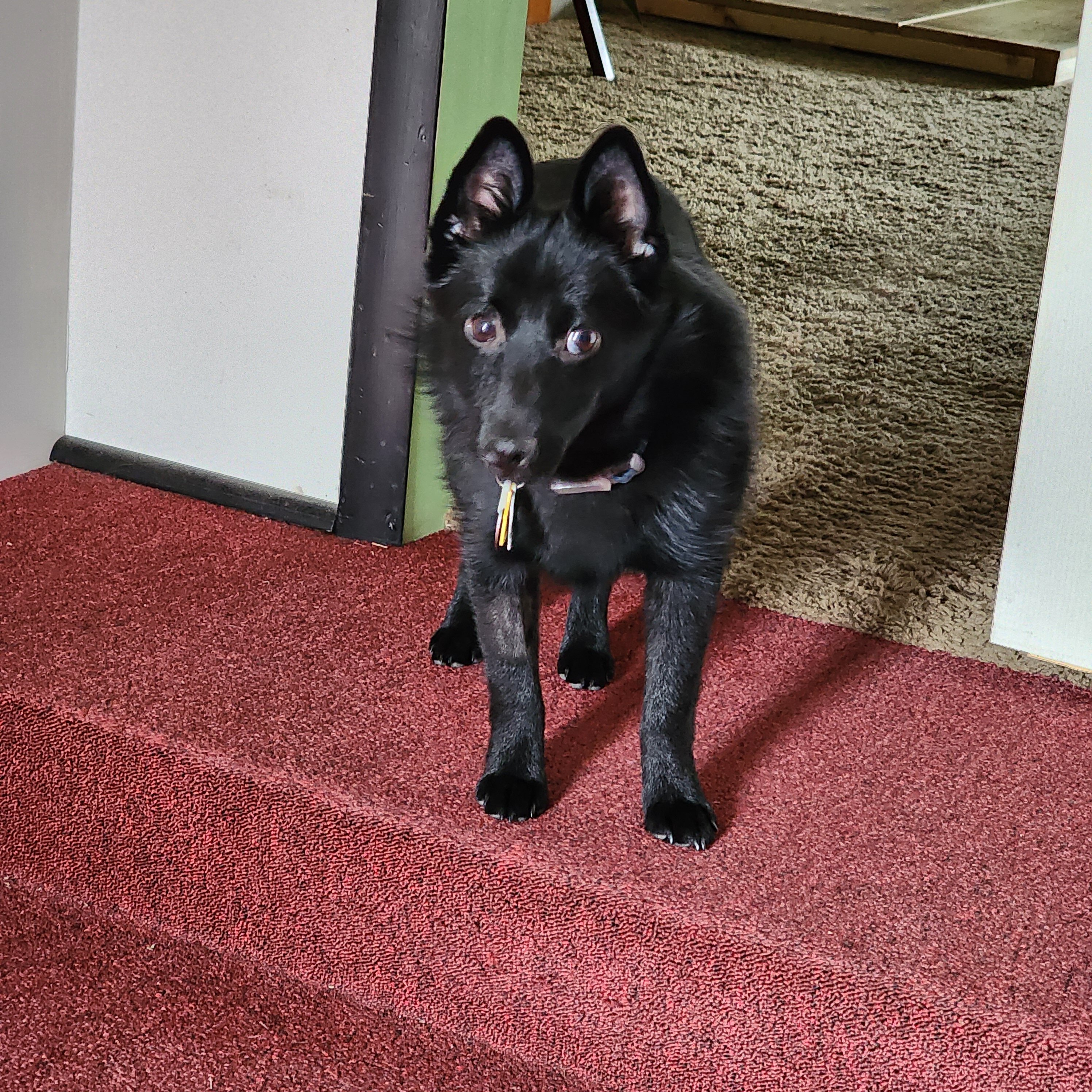 Schipperke Male 3 years Ozzie image 7