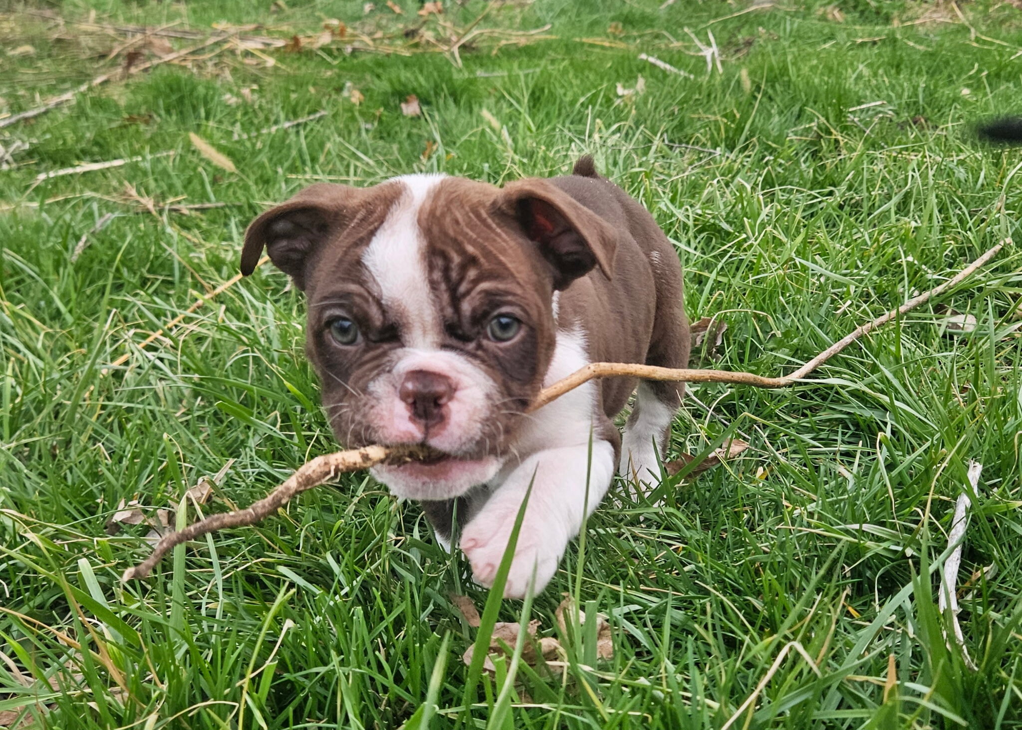 Olde English bulldog pups image 7