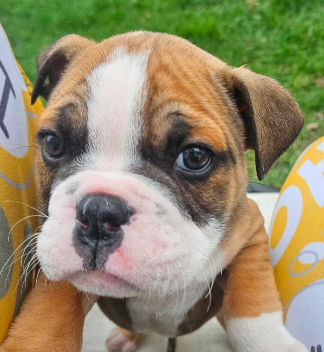 Olde English bulldog pups image 5