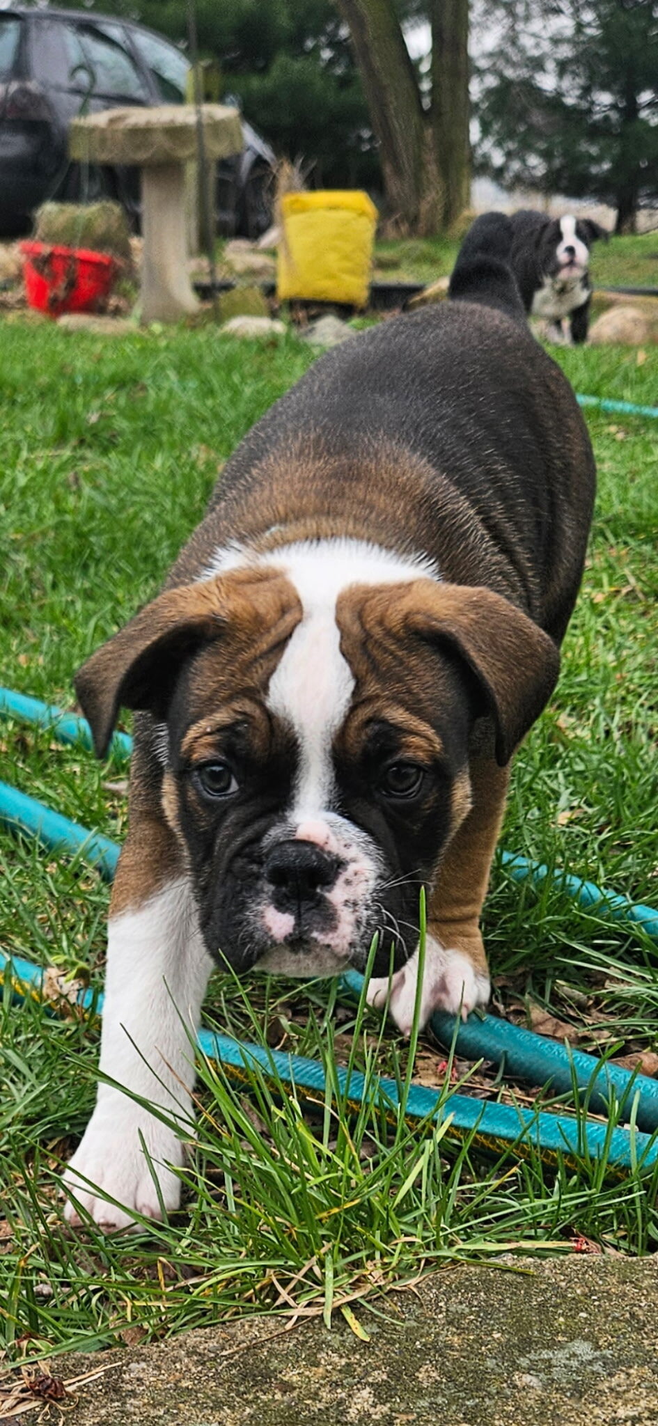 Olde English bulldog pups image 4