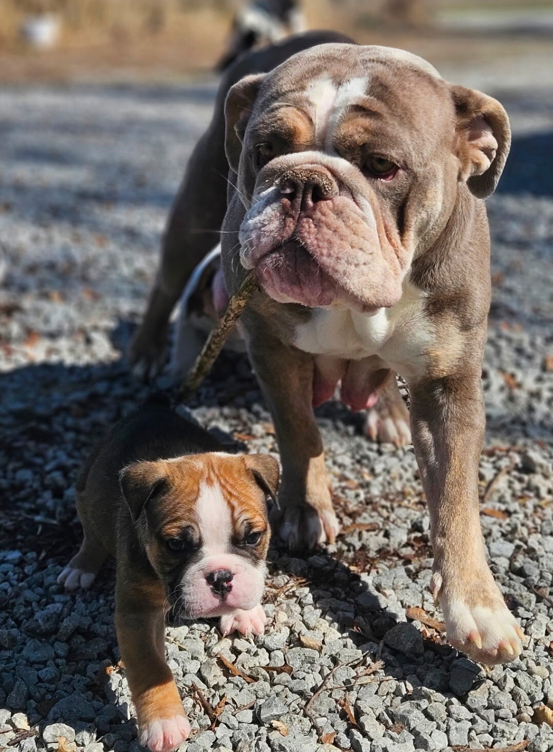 Olde English bulldog pups image 6
