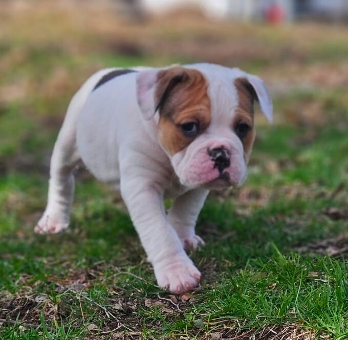 Olde English bulldog pups image 2