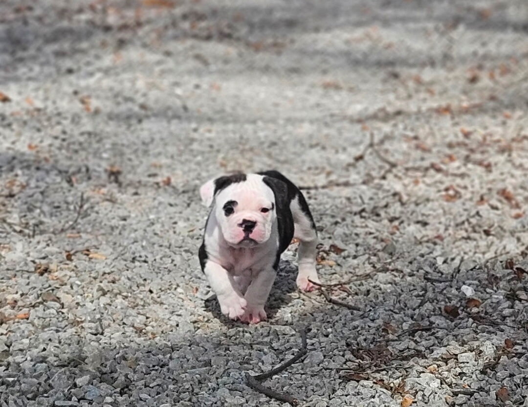 Olde English bulldog pups image 1