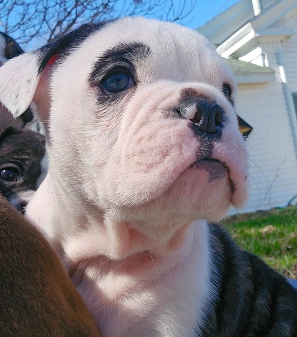 Olde English bulldog pups image 3