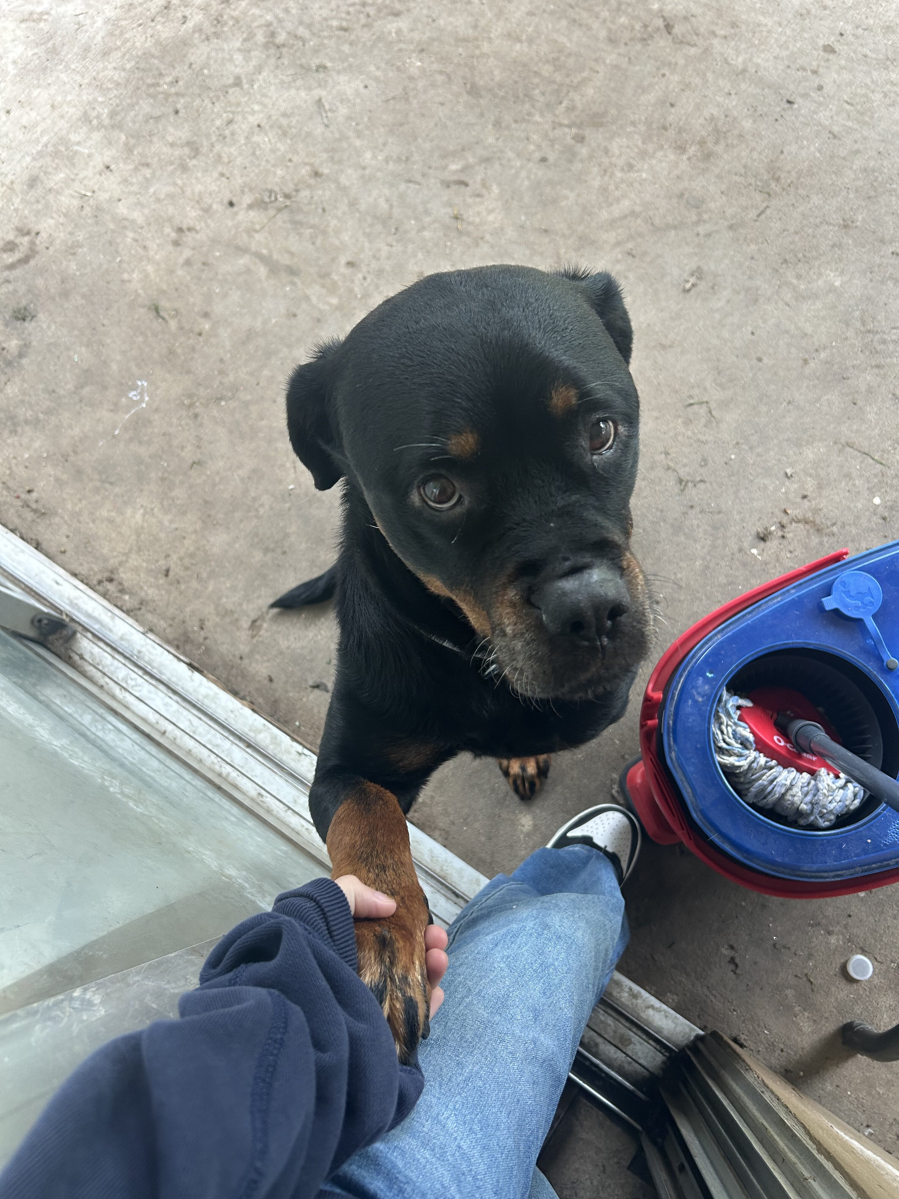 Nala image 2