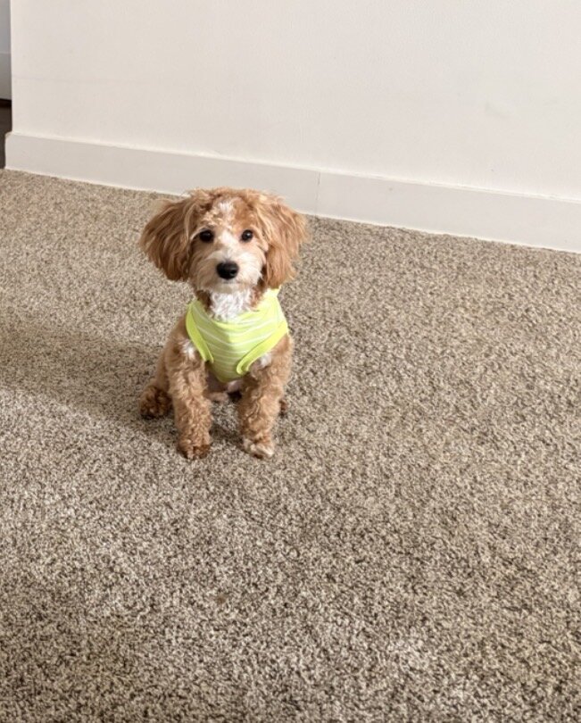 Yorkiepoo image 1