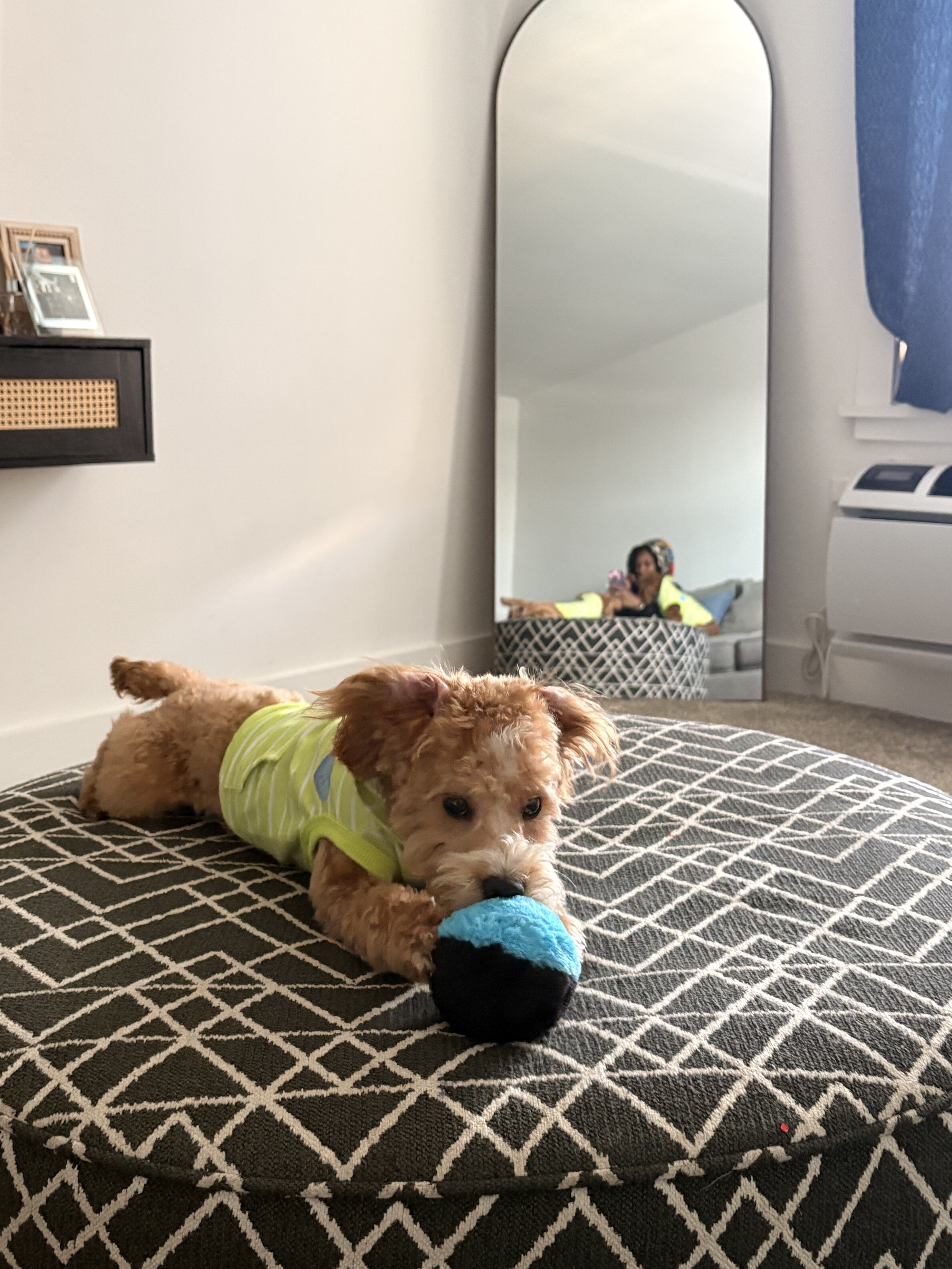 Yorkiepoo image 2