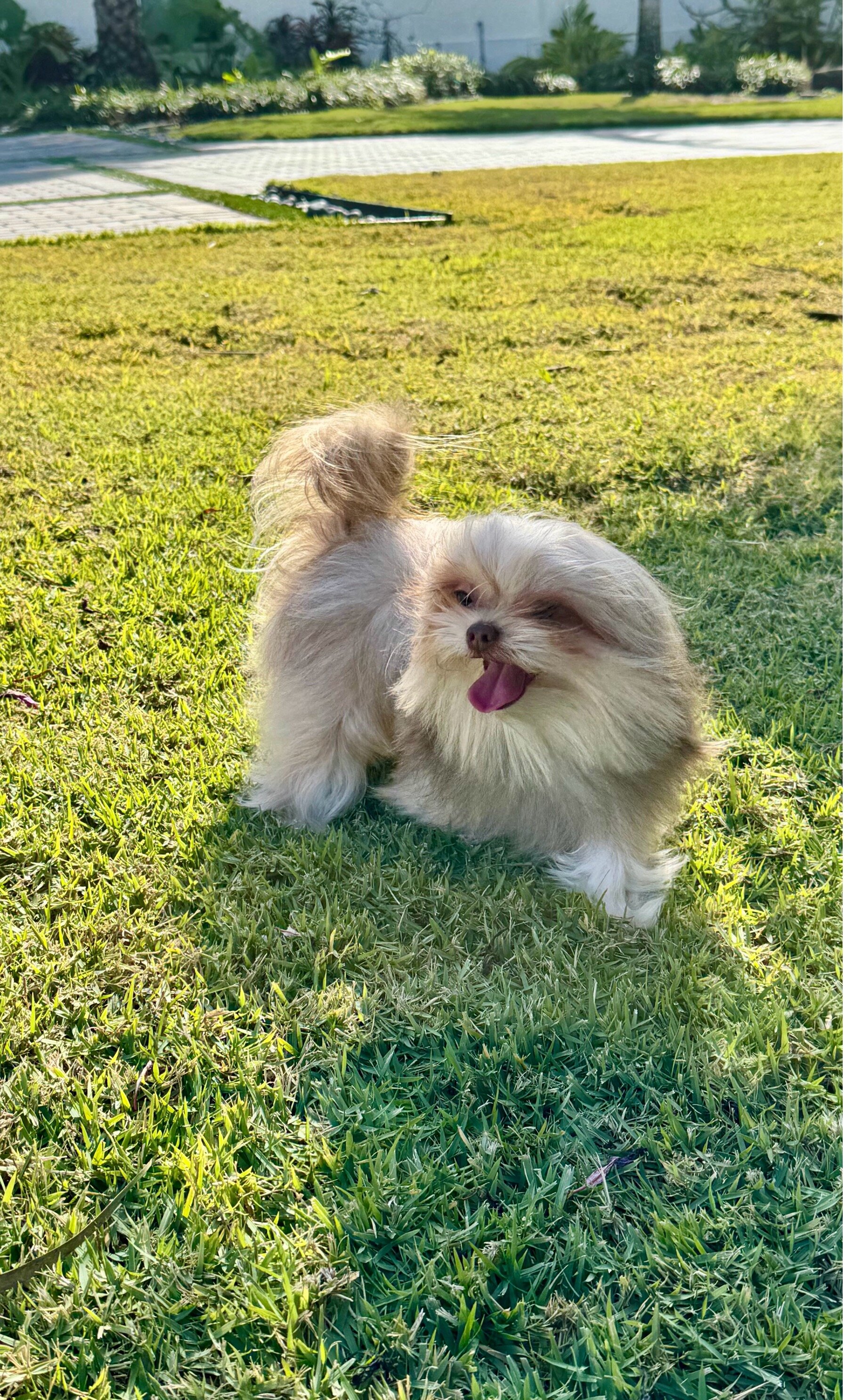 Purebred Mi-Ki Young Adult Male image 1