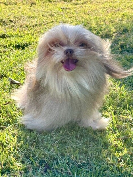 Purebred Mi-Ki Young Adult Male image 2